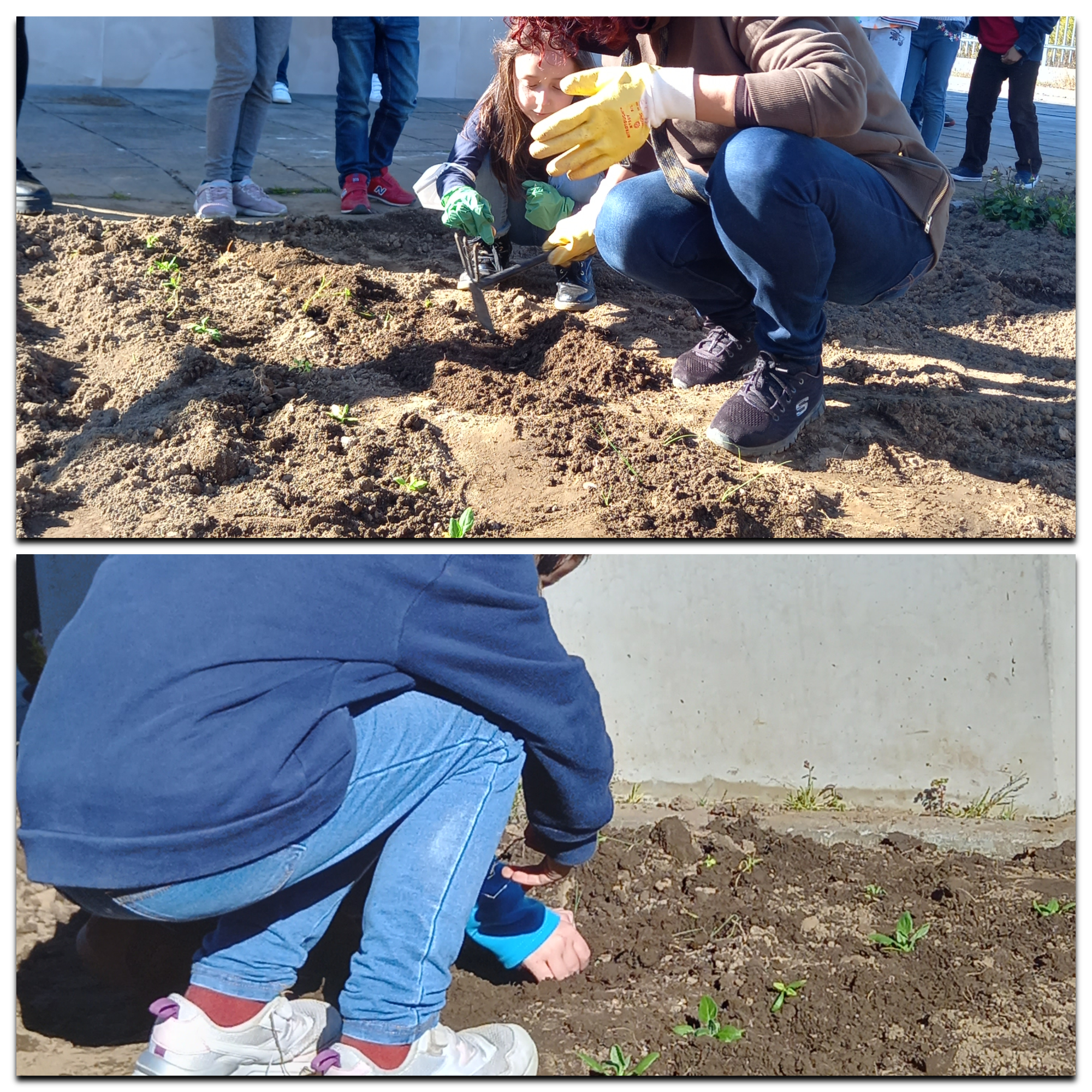 Alimentação saudável Vs agricultura biológica 1º, 2 anos (ciências experimentais) . plantação