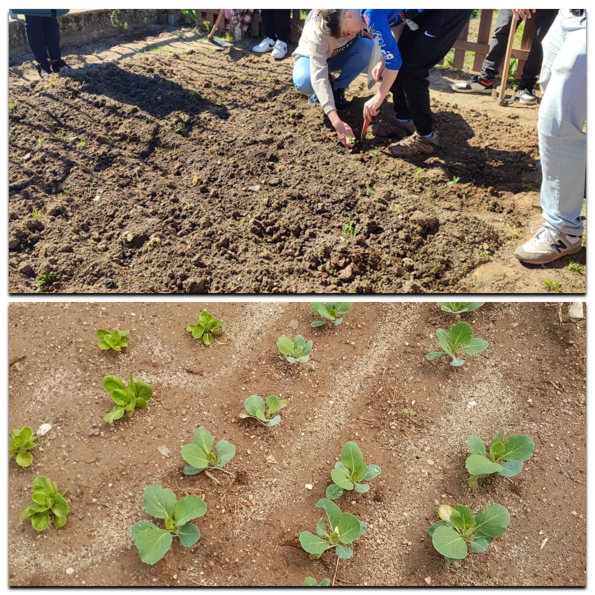 A semear e a germinar os produtos na nossa horta!!!Mais tarde vamos recolher....
