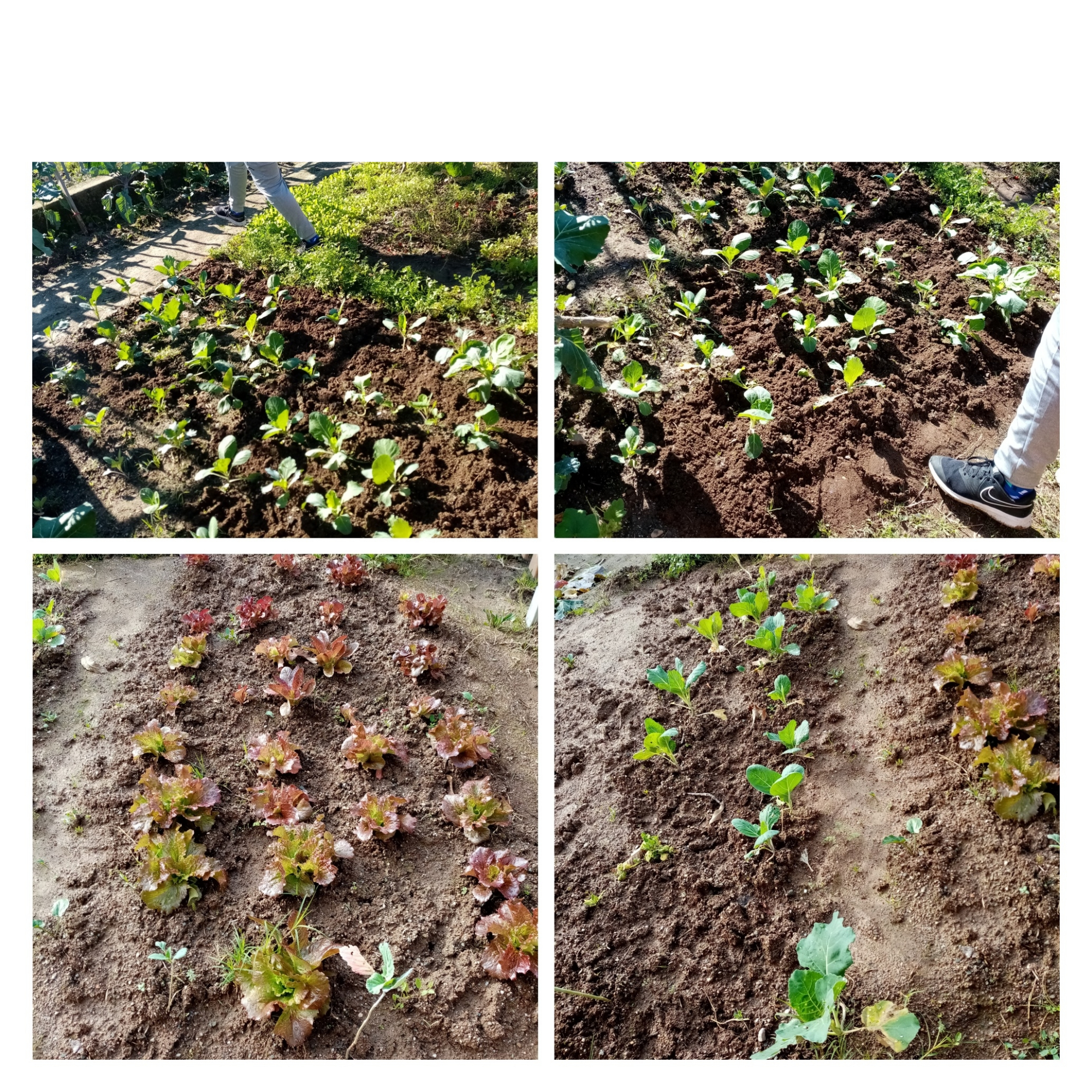 Plantando....