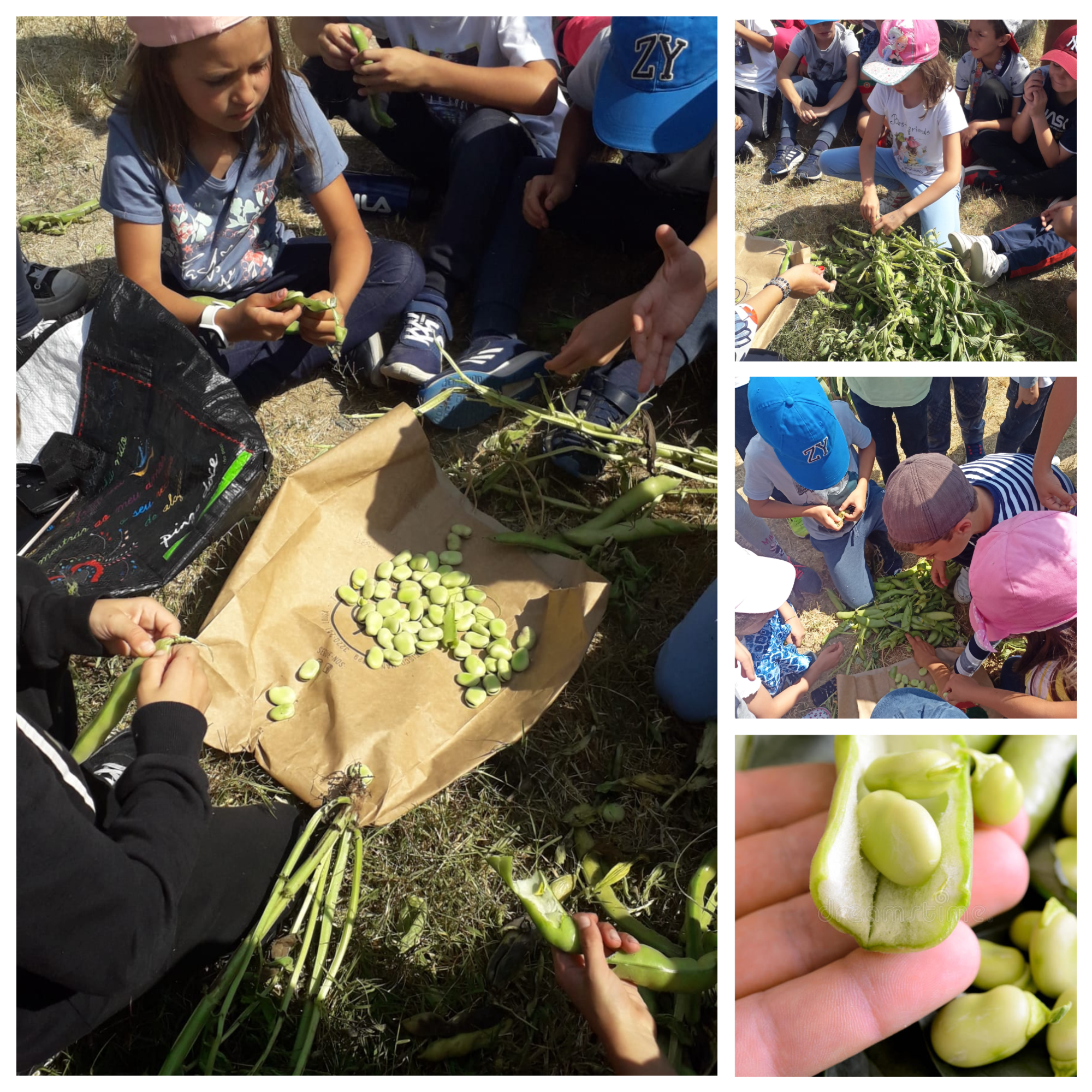 No dia da família (15 maio), com os Pais/EE, a turma do 2ºD,  apanhou as favas da horta e depois cozinhou-as em casa!!!!Que delícia...