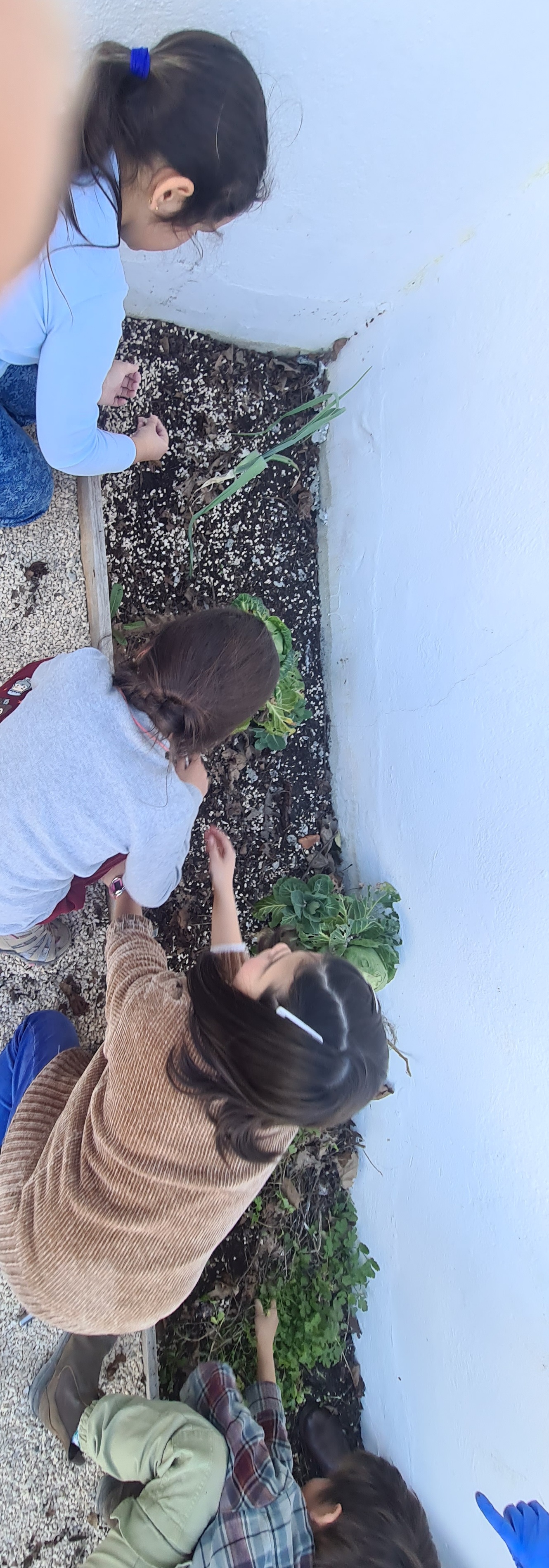 Nos dias 23 e 24 de fevereiro os alunos, professores e auxiliares de ação educativa tiveram um desafio diferente - "Uma tarde com a terra (nas mãos)" na nossa horta.