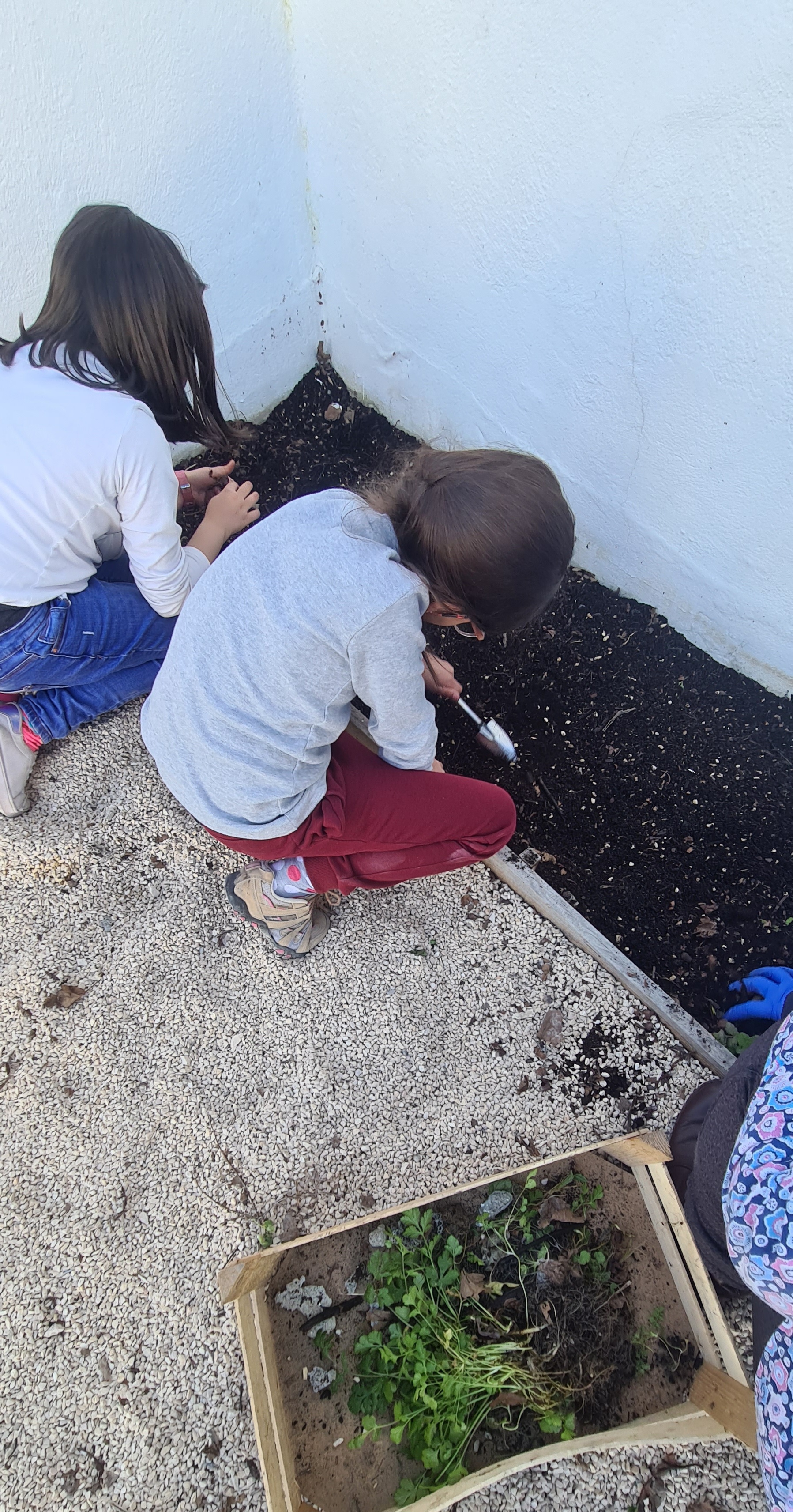 A preparar a terra e a plantar as nossas sementes. Agora é tempo de regar, acompanhar e esperar que os nossos legumes germinem.