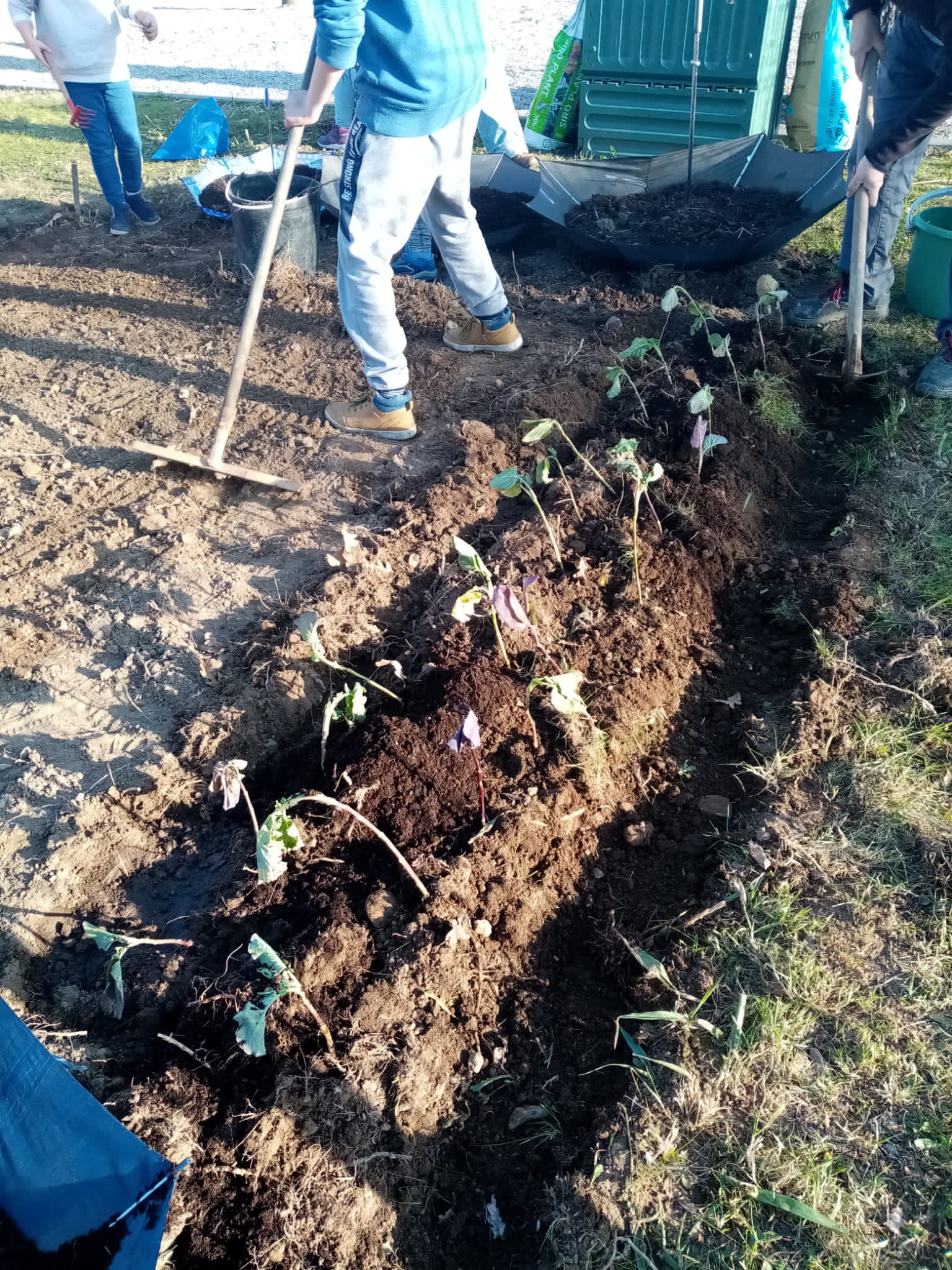 Plantação.