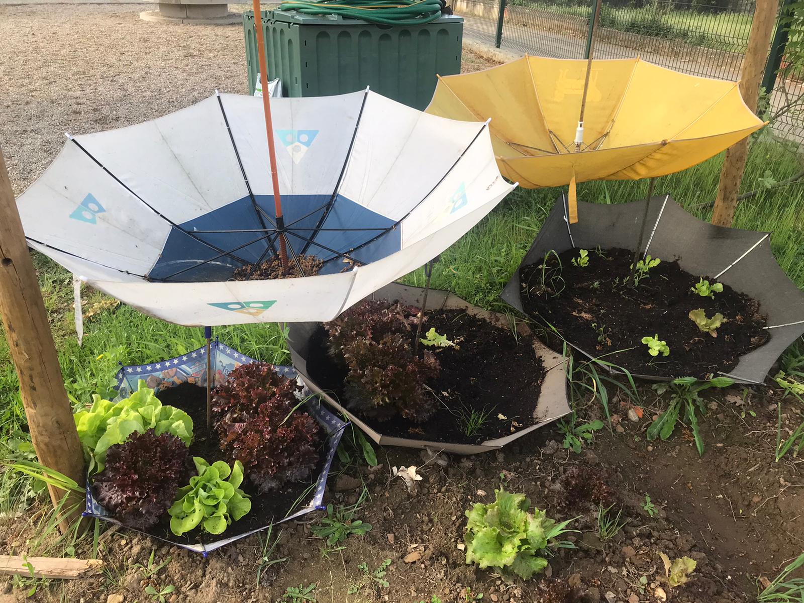 Rega gota a gota realizada na nossa horta.