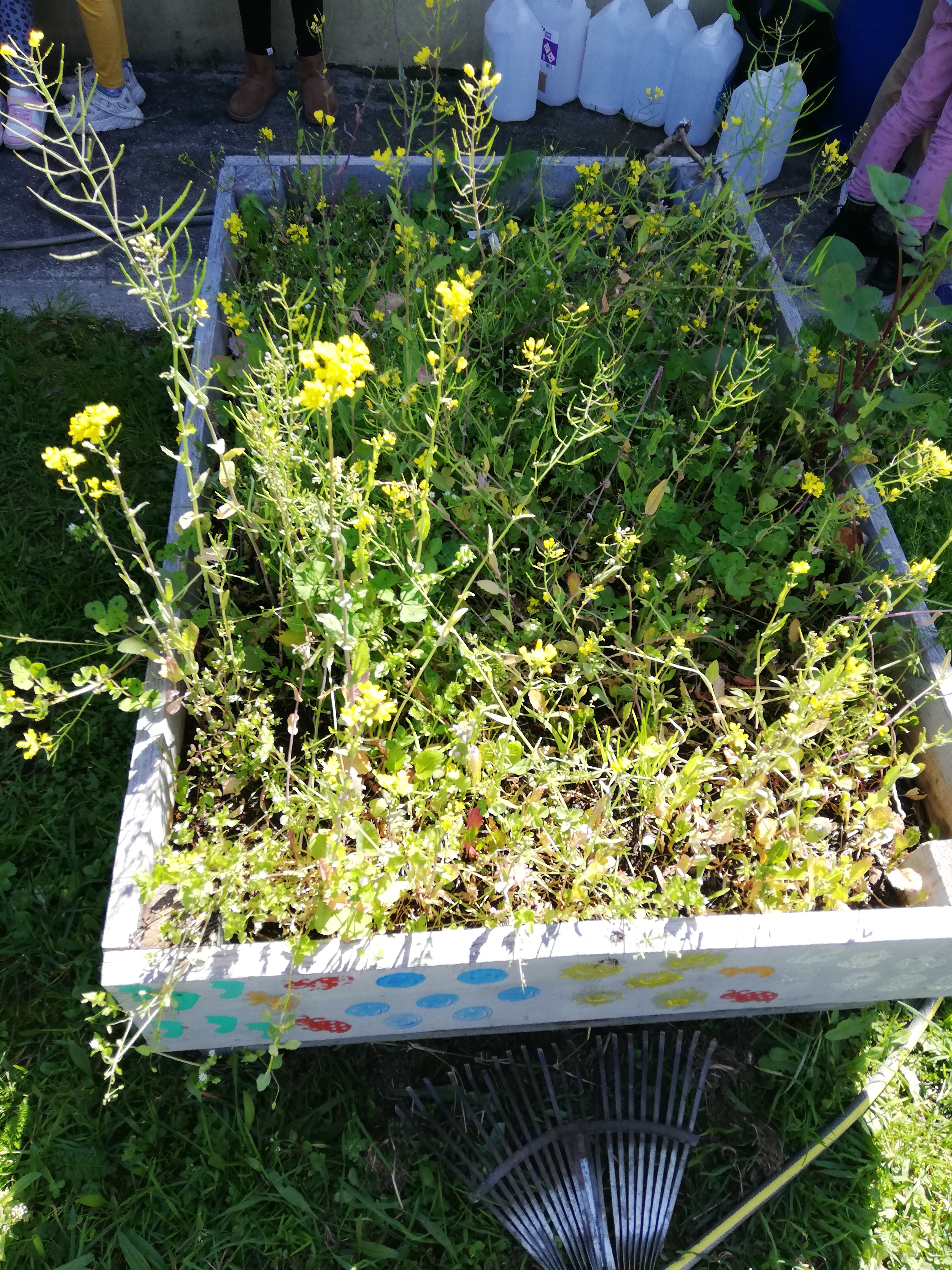 Fase inicial dos canteiros com plantas das sementeiras do ano anterior a precisar de serem cuidados