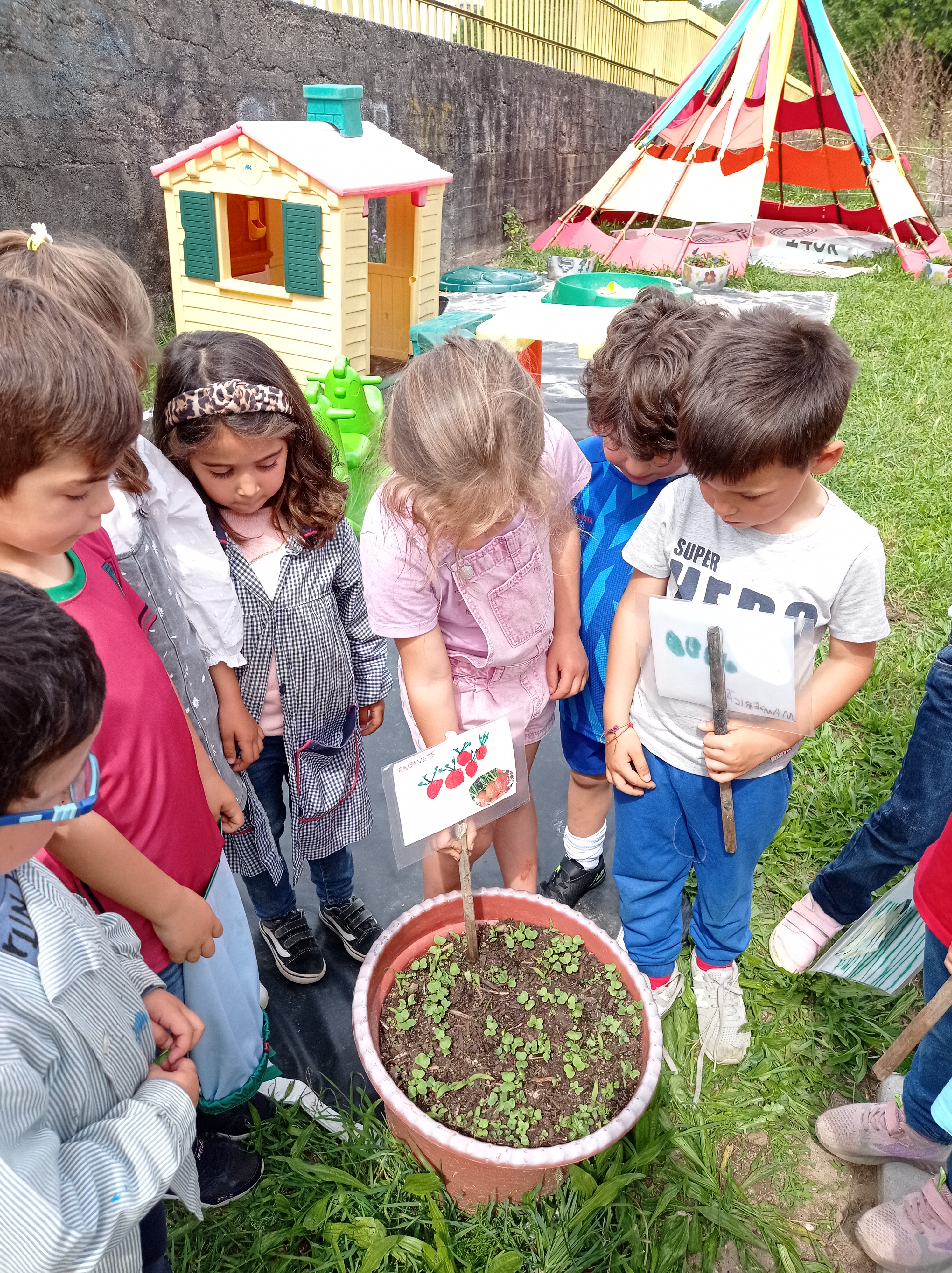 Identificação das plantas.