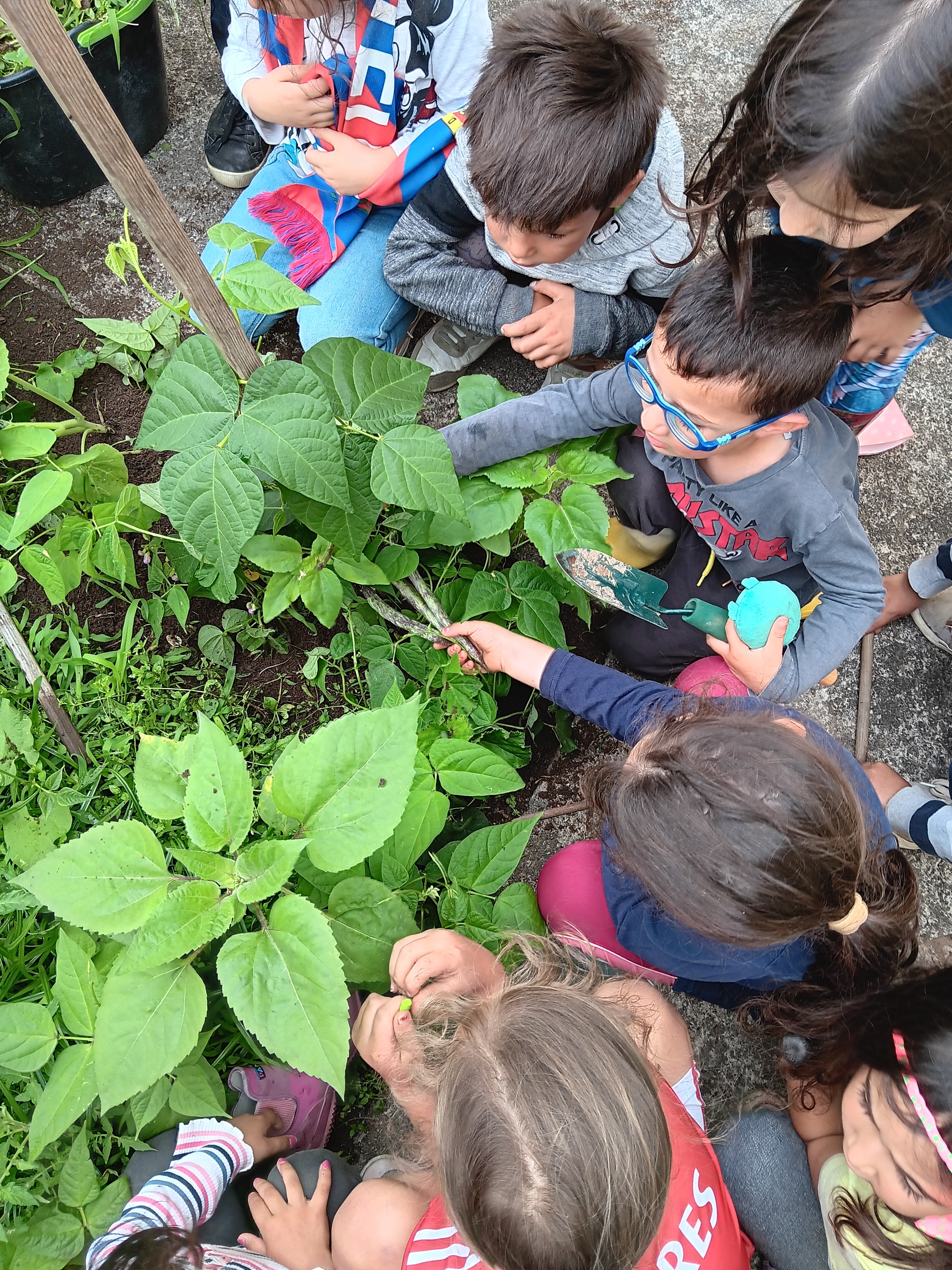 Alunos a colherem o feijão verde da nossa horta bio.