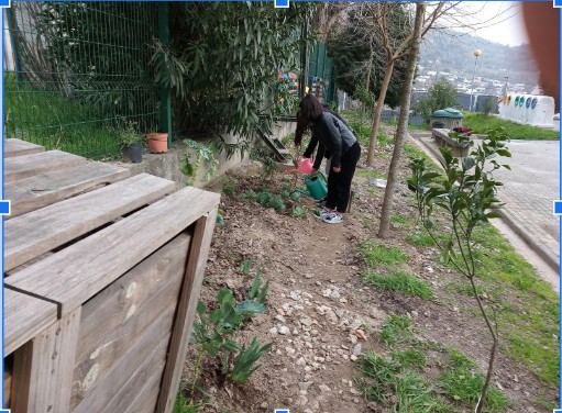 Rega da couve lombarda por alunas