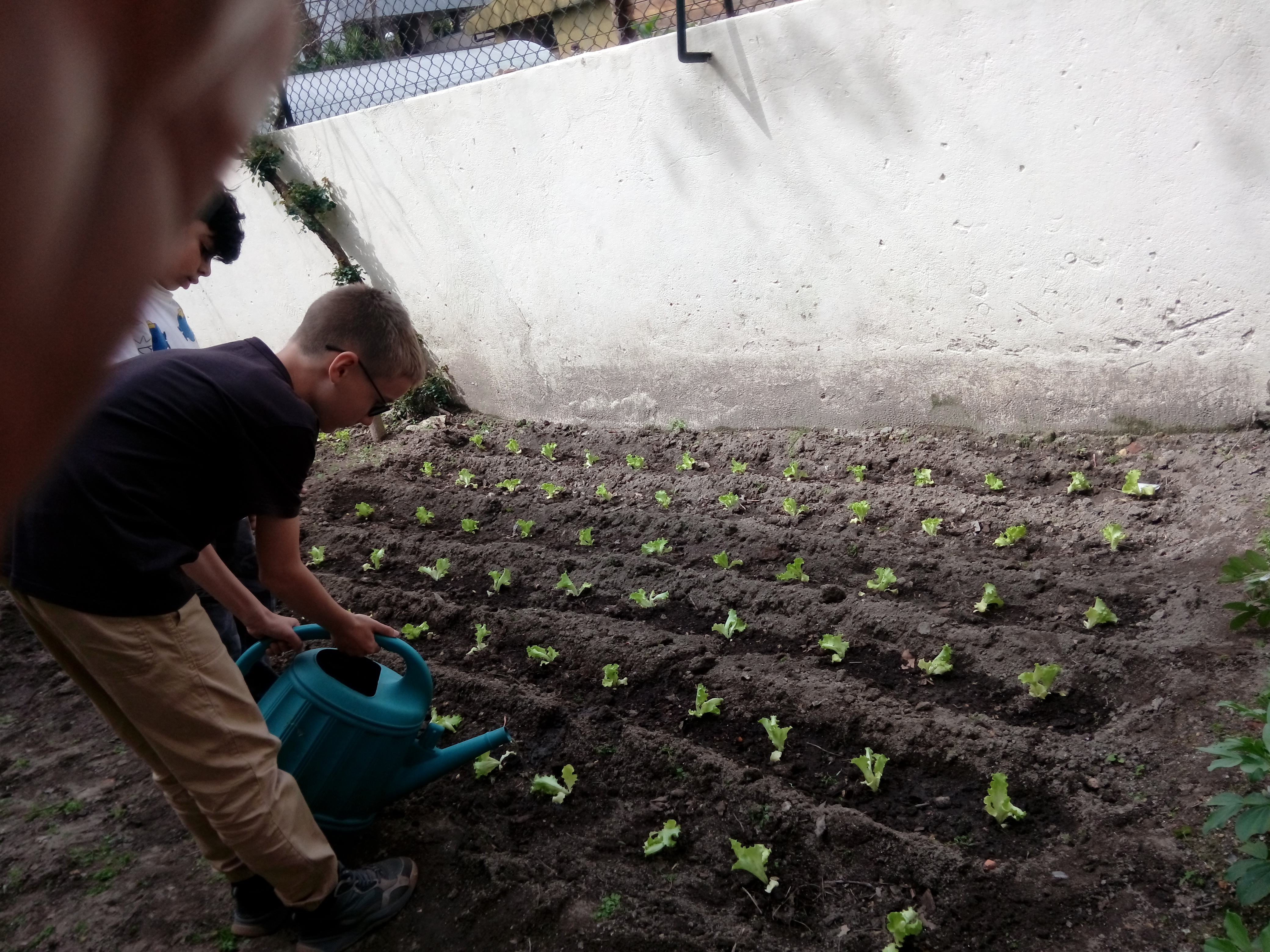 Plantação de alfaces