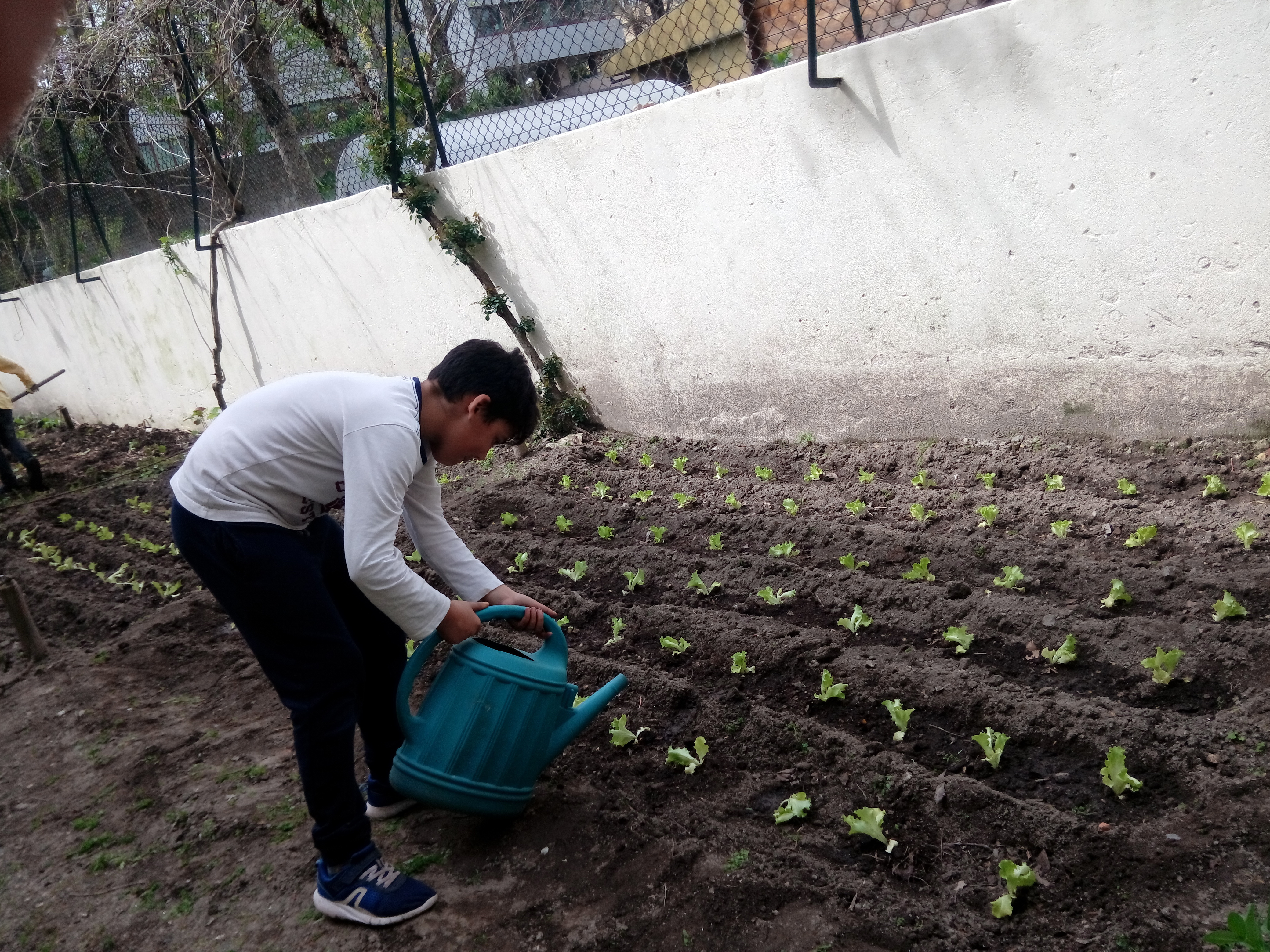 Plantação de alfaces
