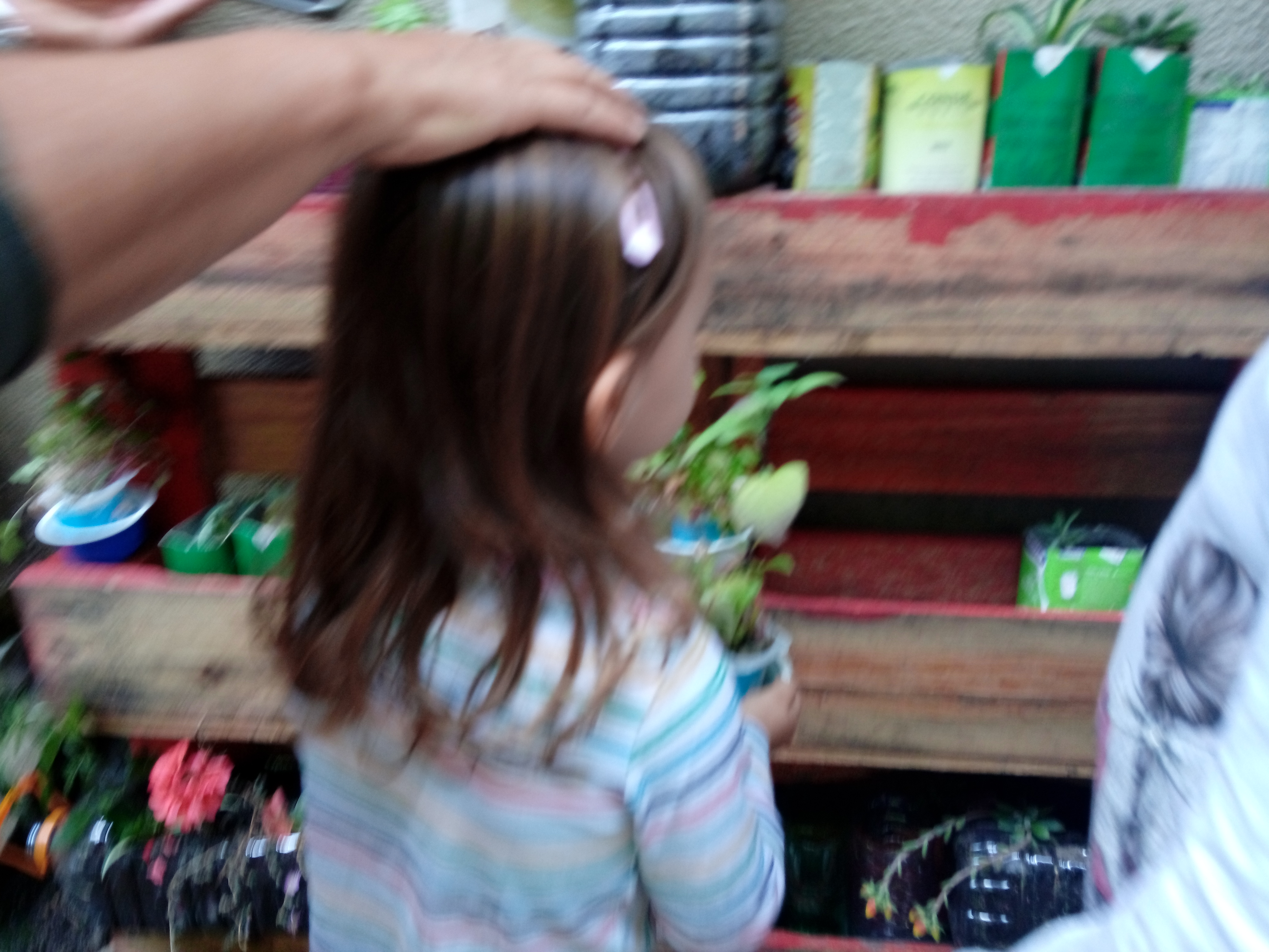 Plantas aromáticas