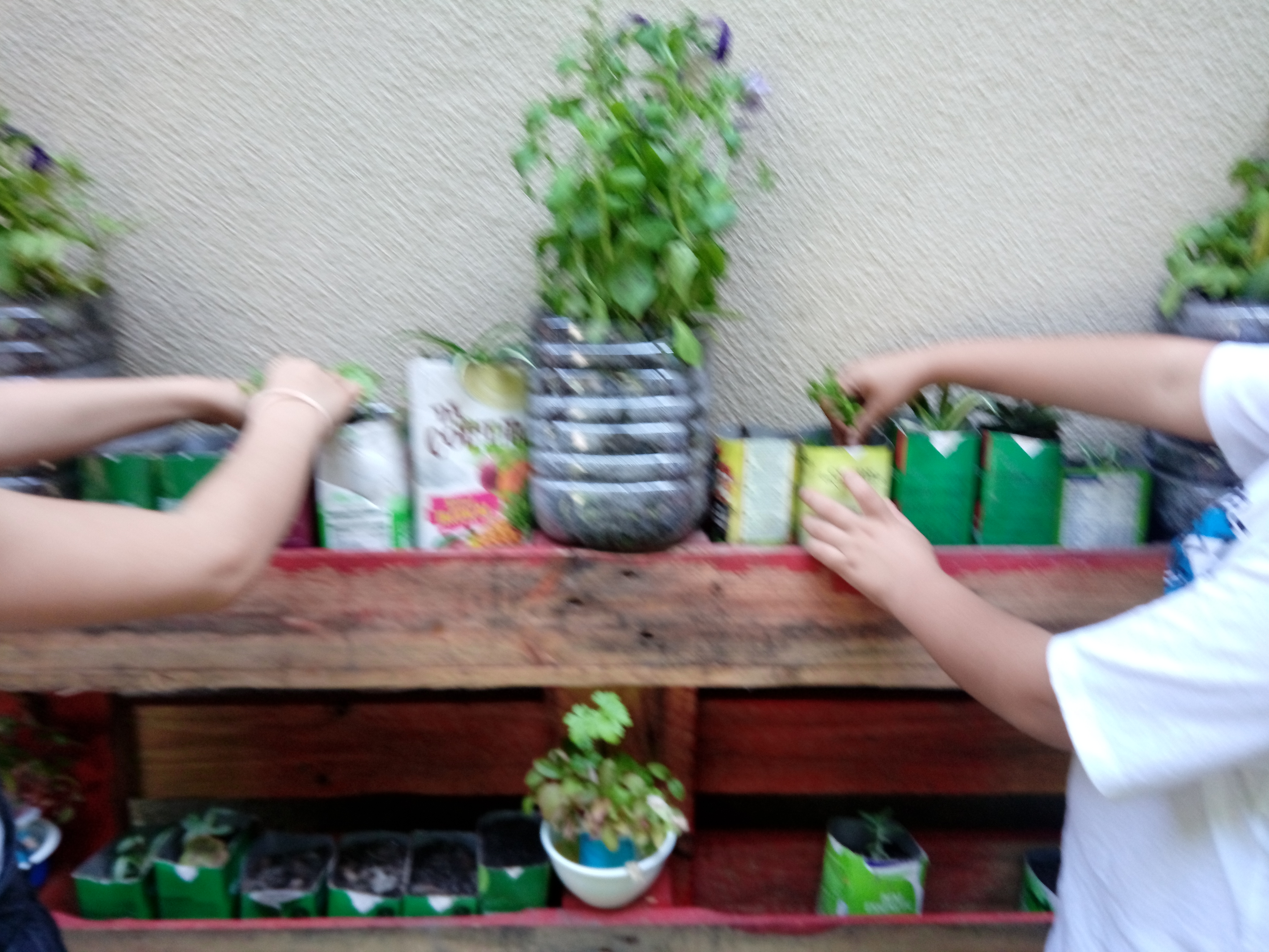 Plantas aromáticas