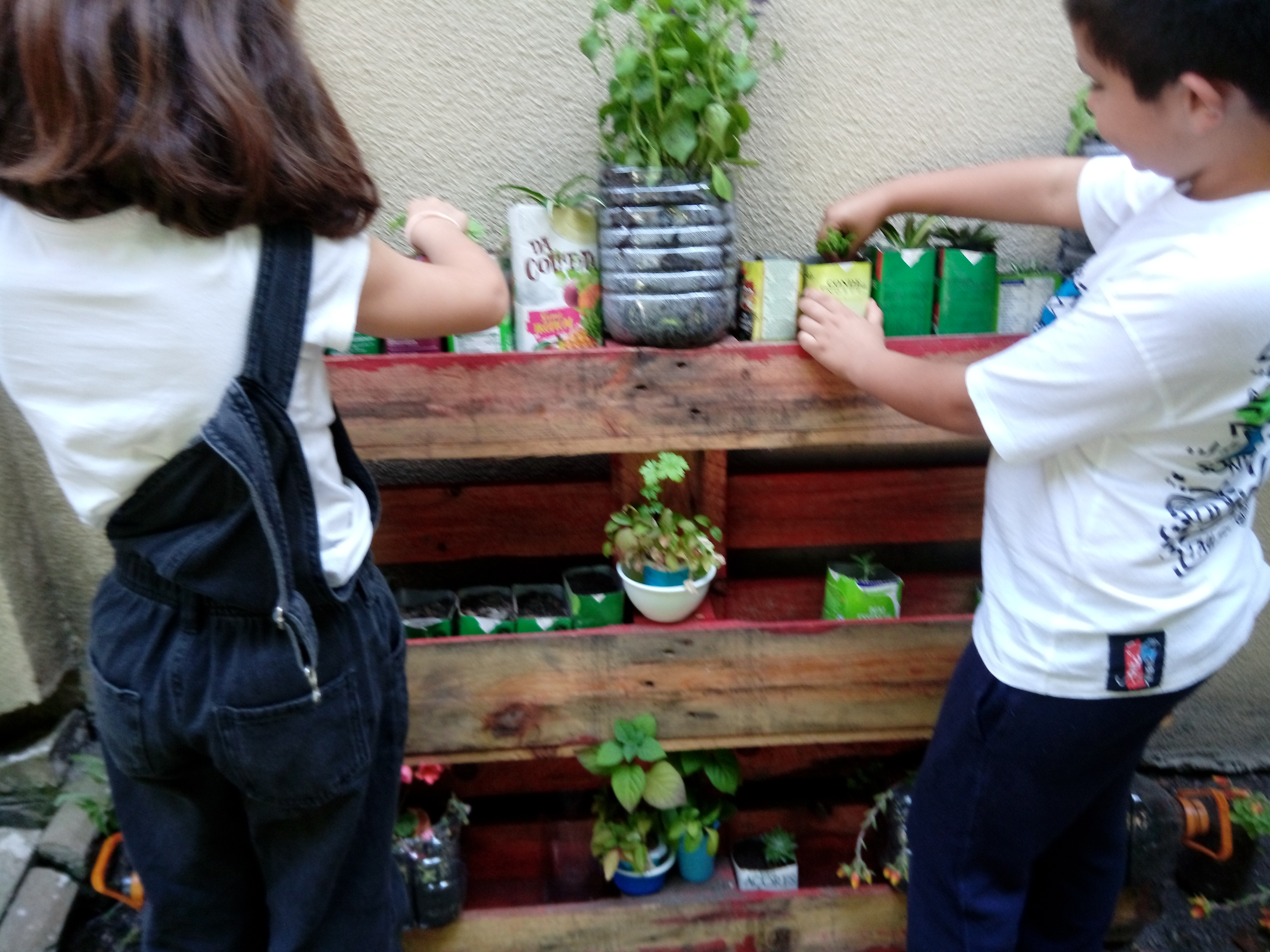 Plantas aromáticas
