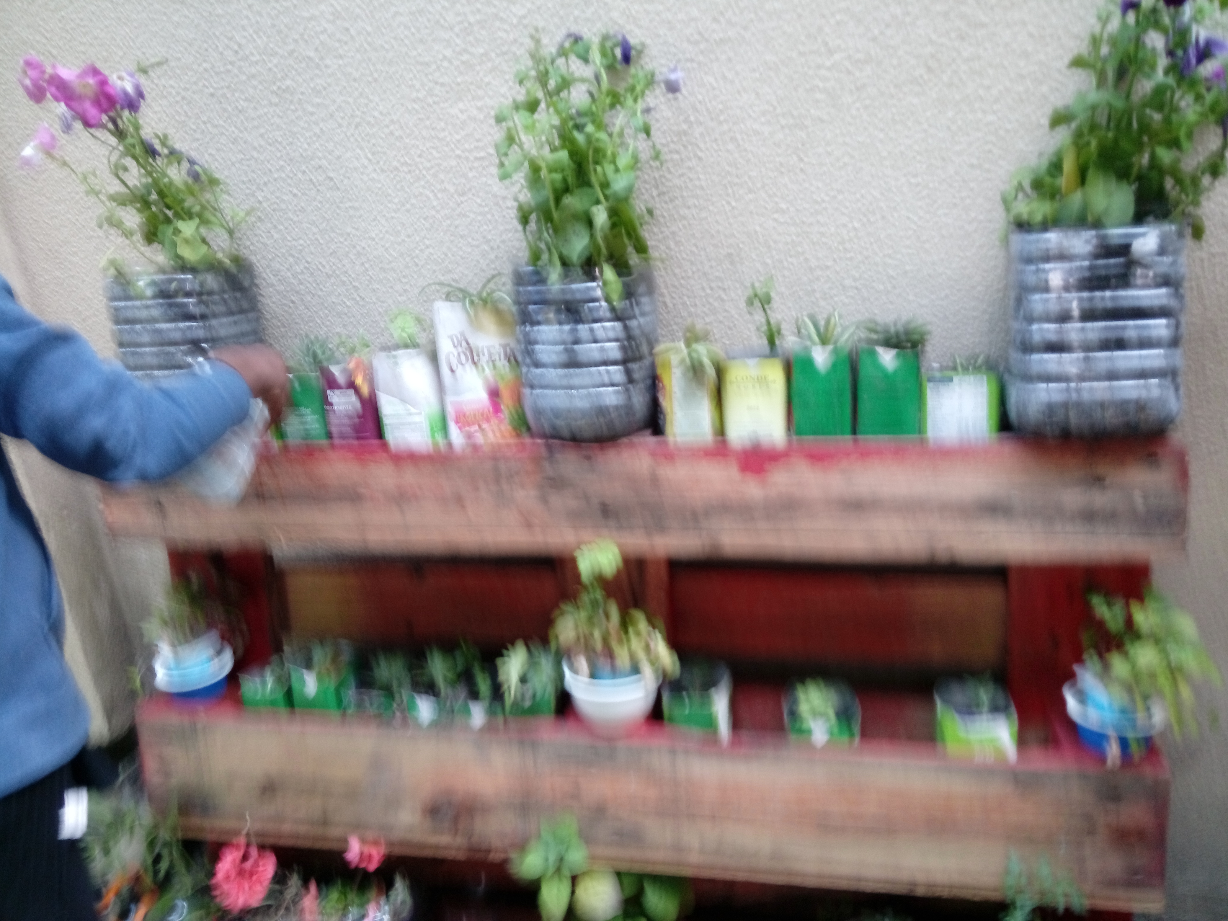 Plantas aromáticas