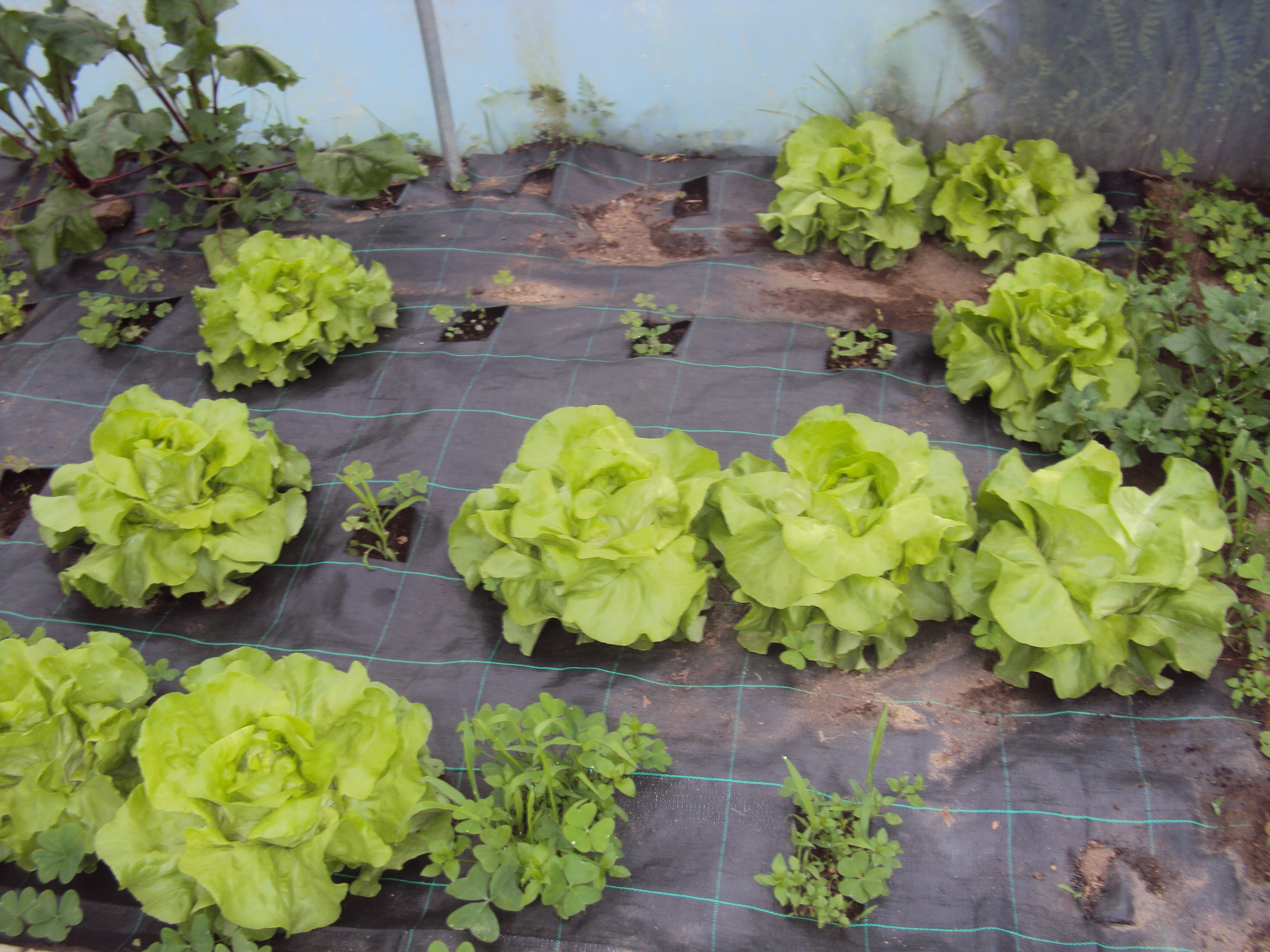 Pormenor das alfaces variedade “Bola de Neve” plantadas no solo coberto com tela para impedir o crescimento de ervas daninhas. Do lado direito observam-se beterrabas e do lado esquerdo alguns espinafres.