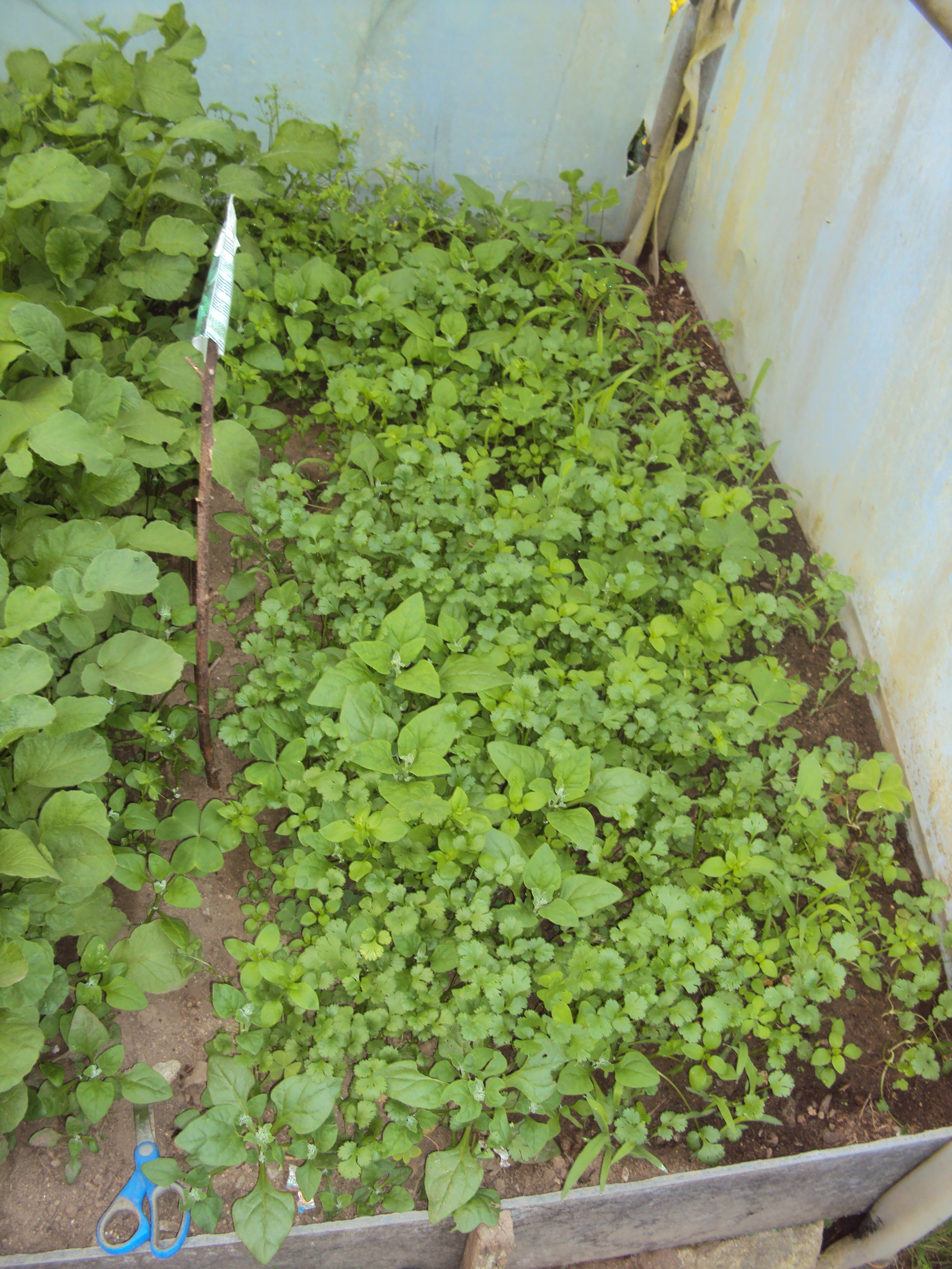 Pormenor da sementeira de coentros (ala direita) cuja taxa de germinação e de crescimento das plântulas foi superior à verificada meses noutra área.