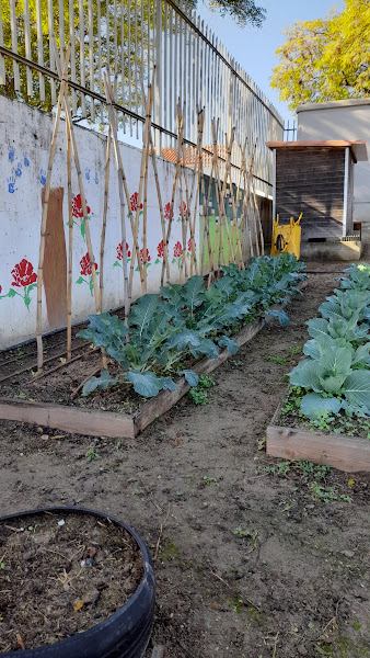 Desenvolvimento dos produtos hortícolas semeados e tratados pelas turmas com a ajuda do hortelão.