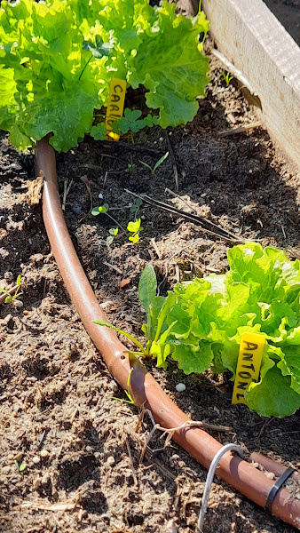 Desenvolvimento dos produtos hortícolas semeados e tratados pelas turmas com a ajuda do hortelão.