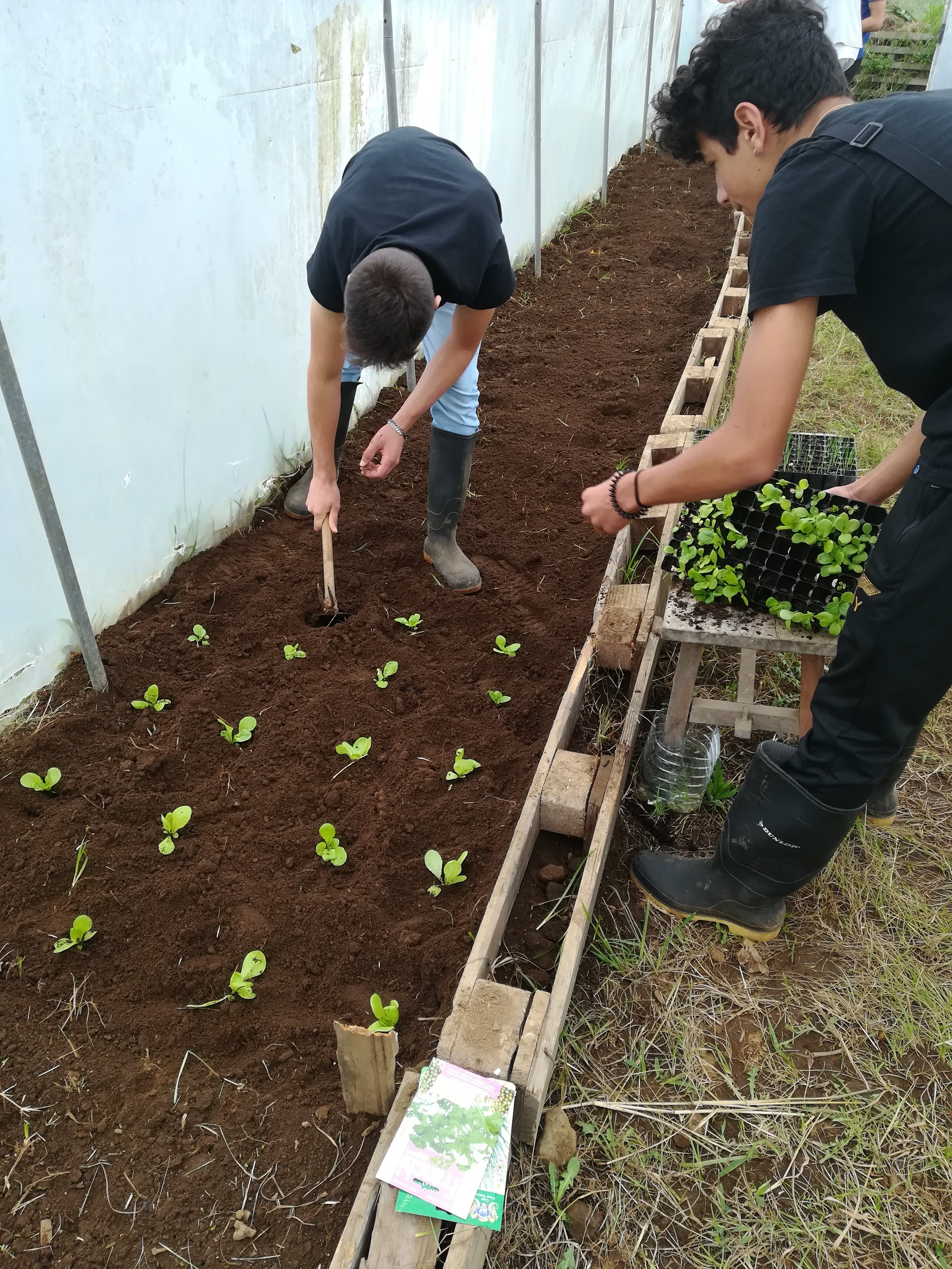 Primeiras plantações (alface)
