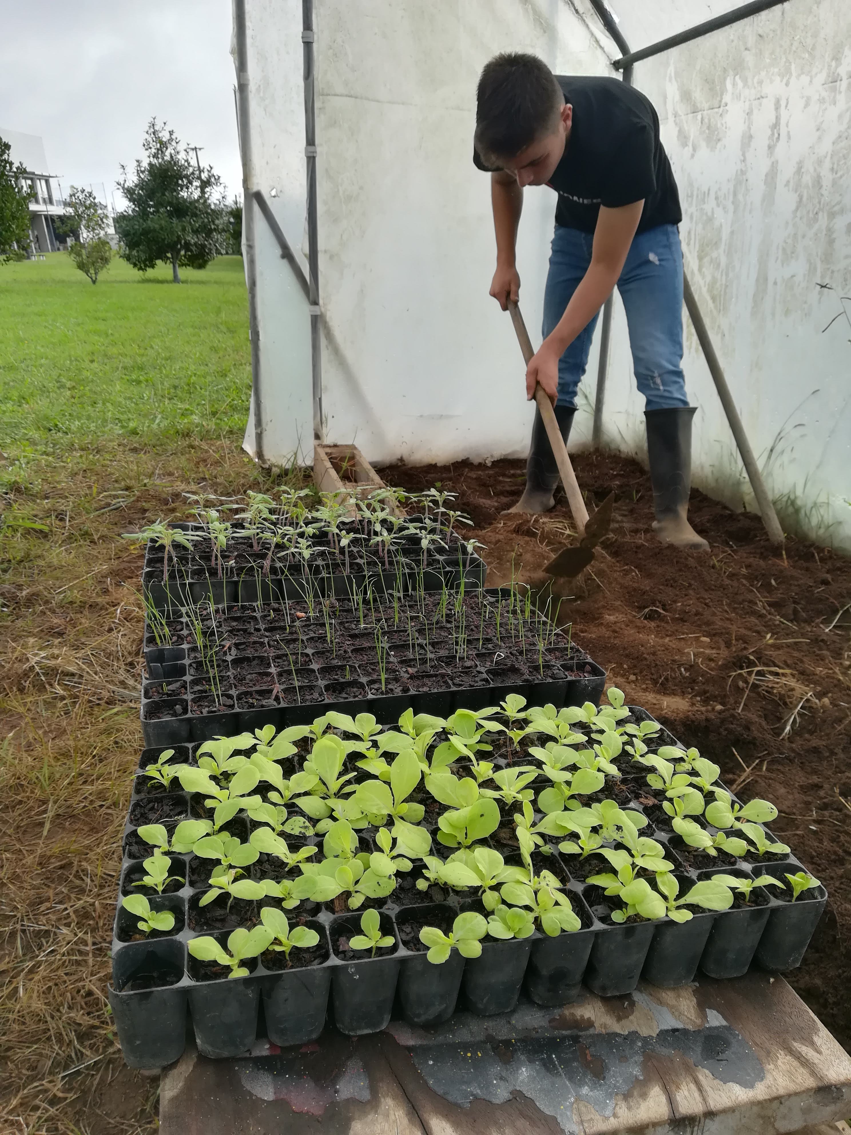 Primeiras germinações (alho francês, alface e tomate)