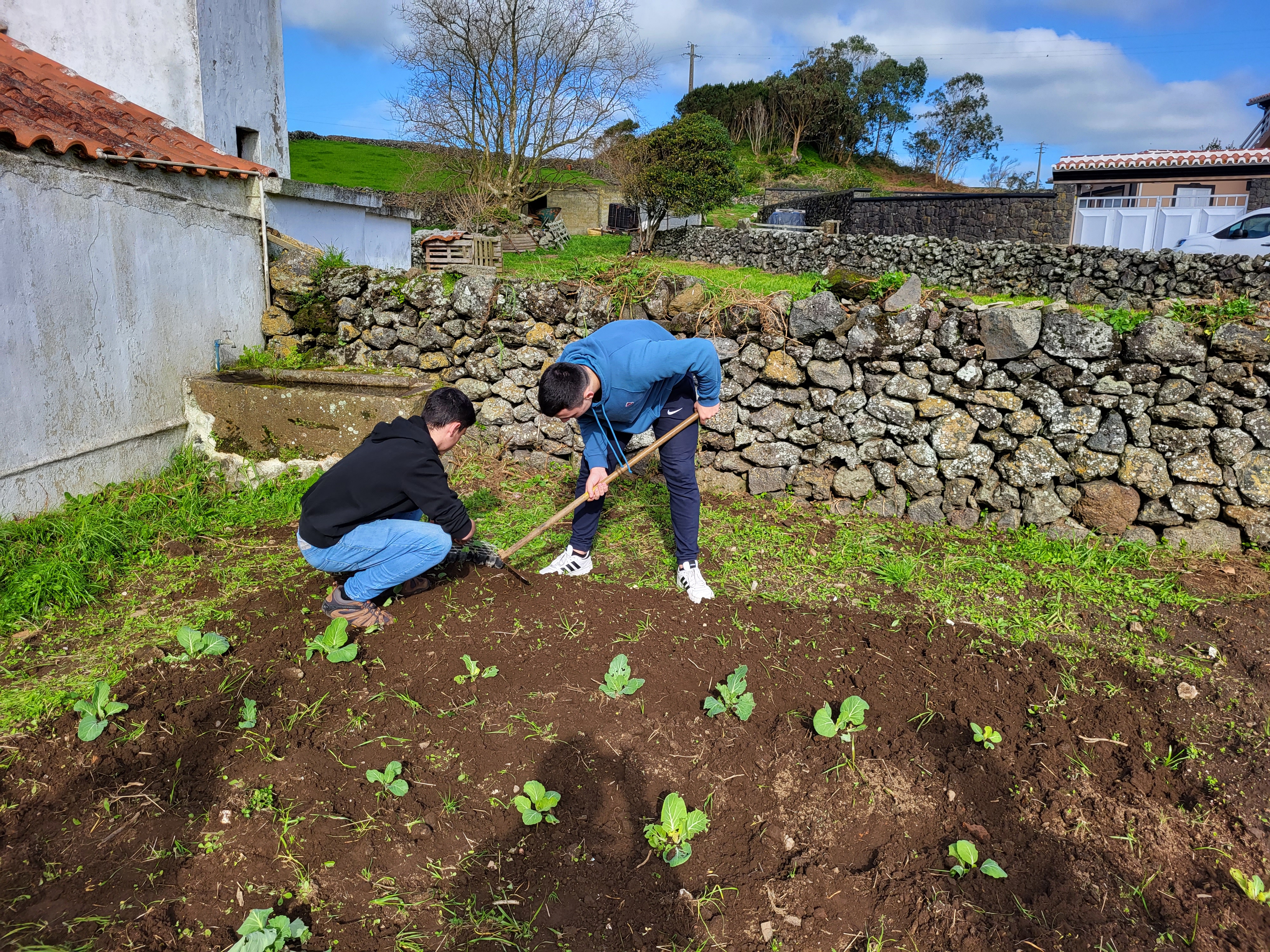 Plantação de couves