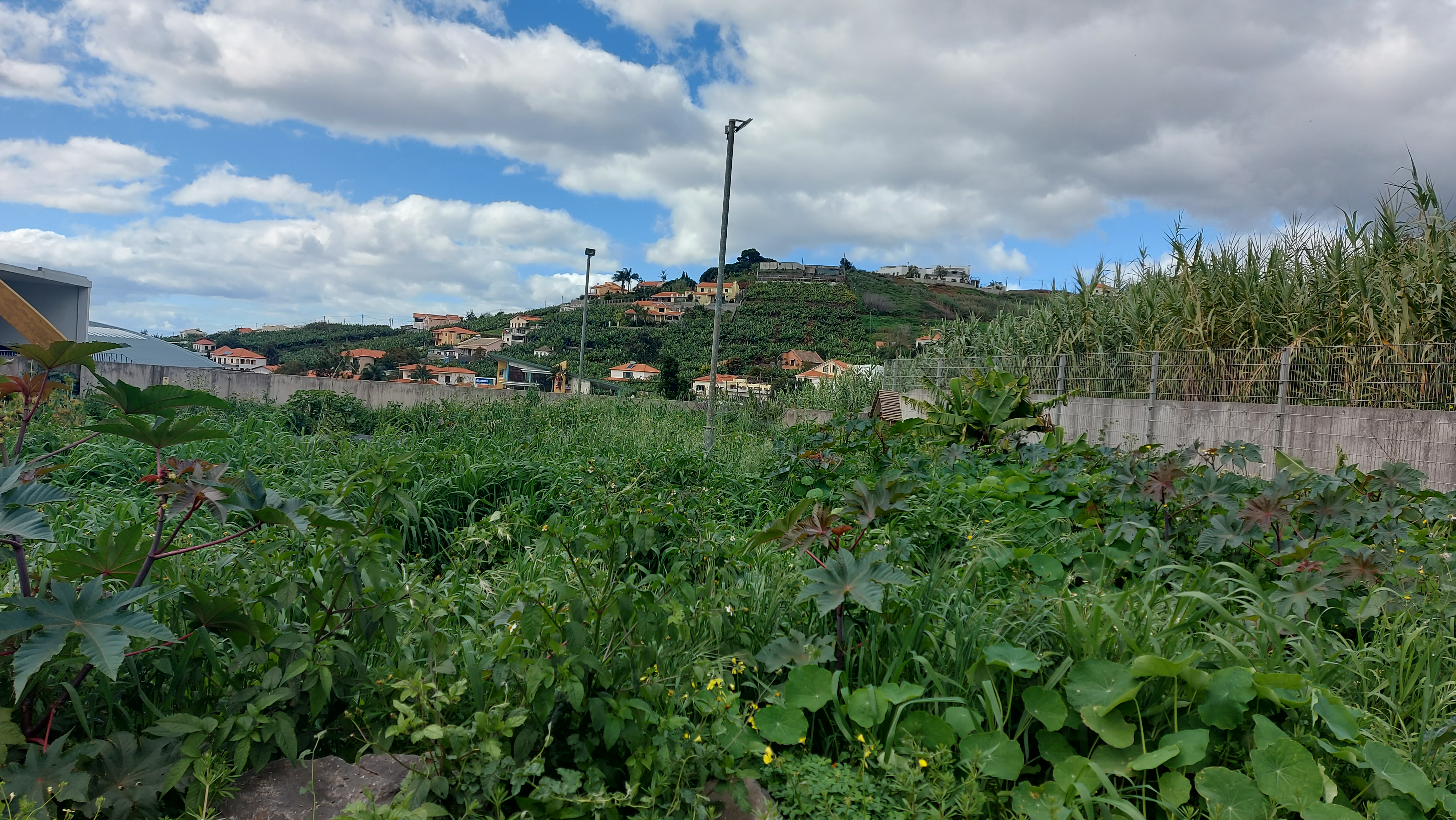 Horta por limpar - 1