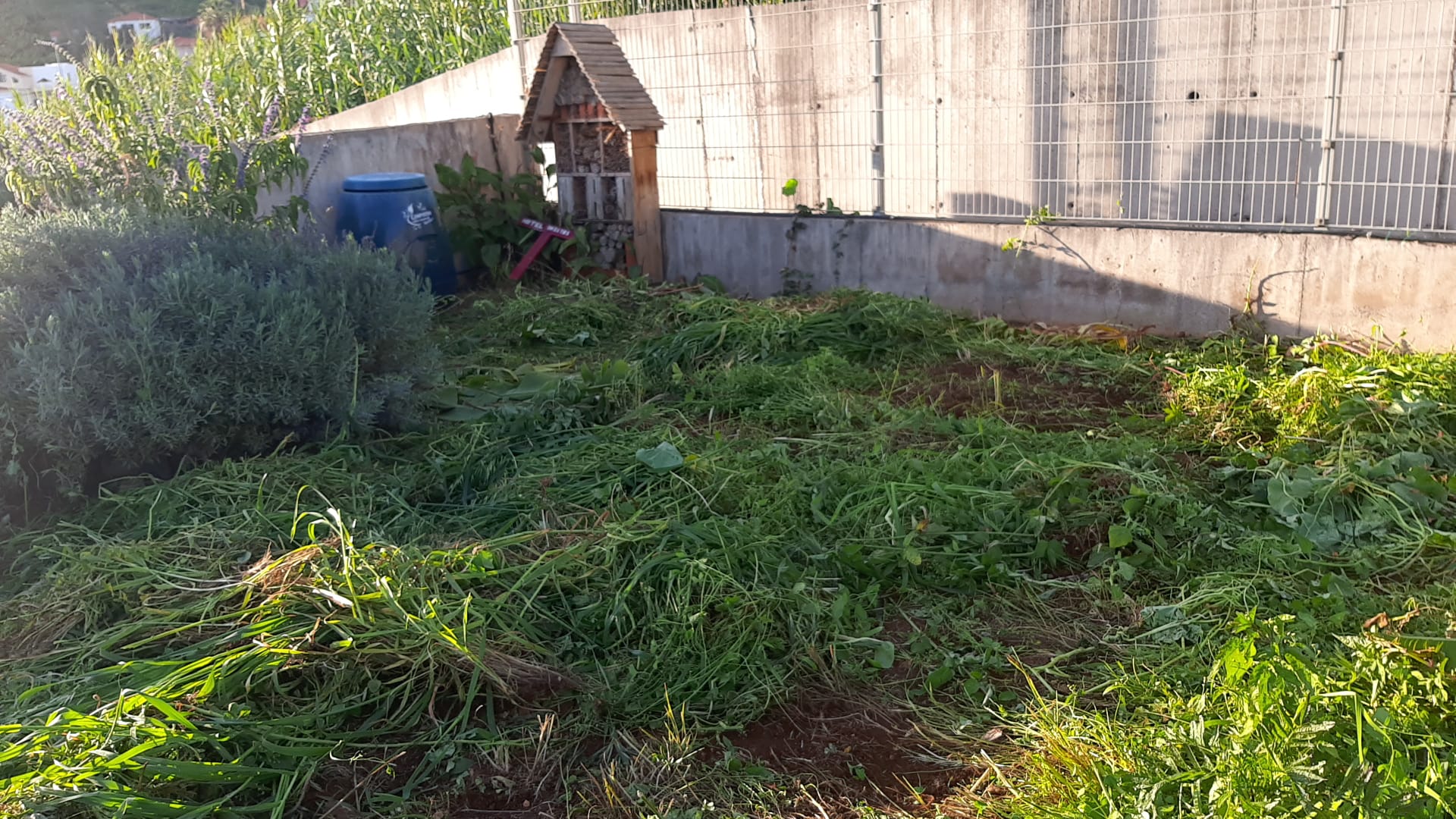 Horta em processo de limpeza - 1
