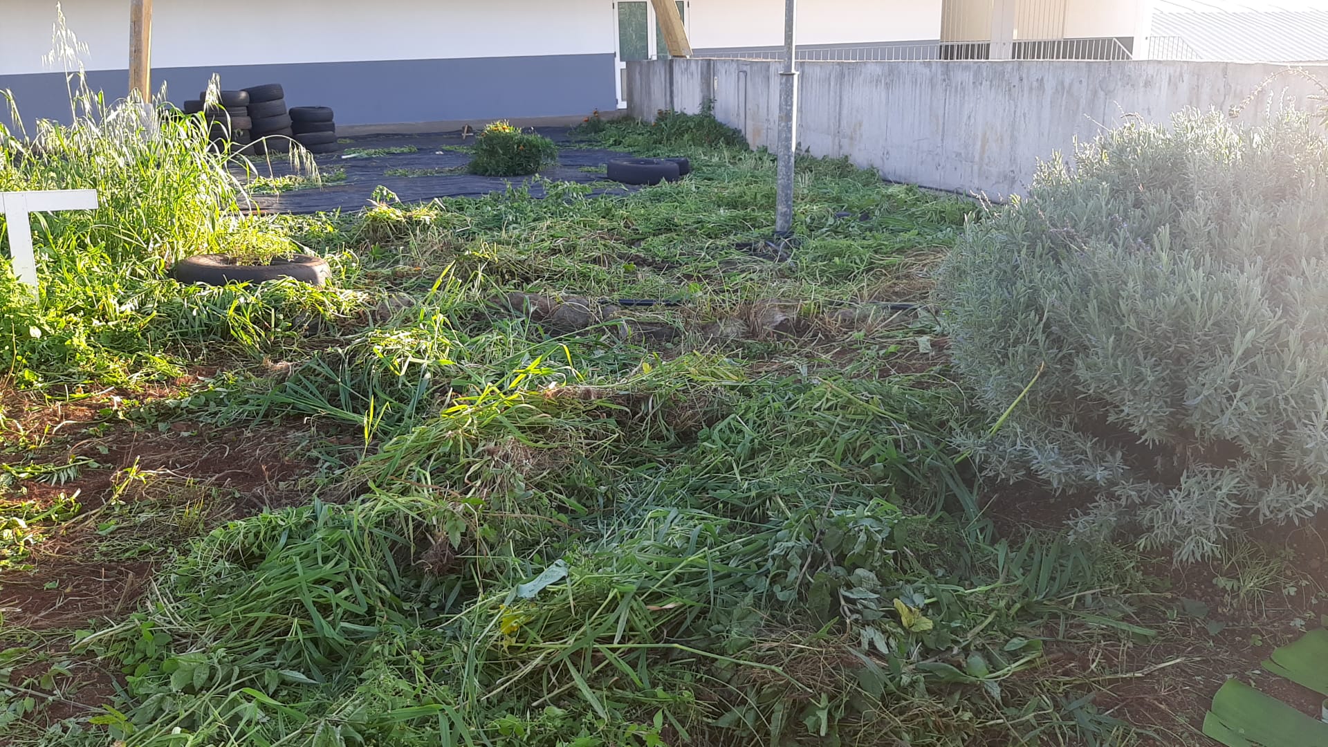 Horta em processo de limpeza - 2