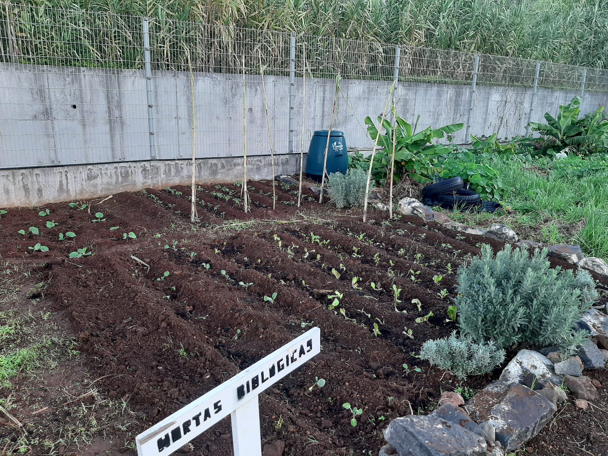 Cultivo das sementeiras - parte 2