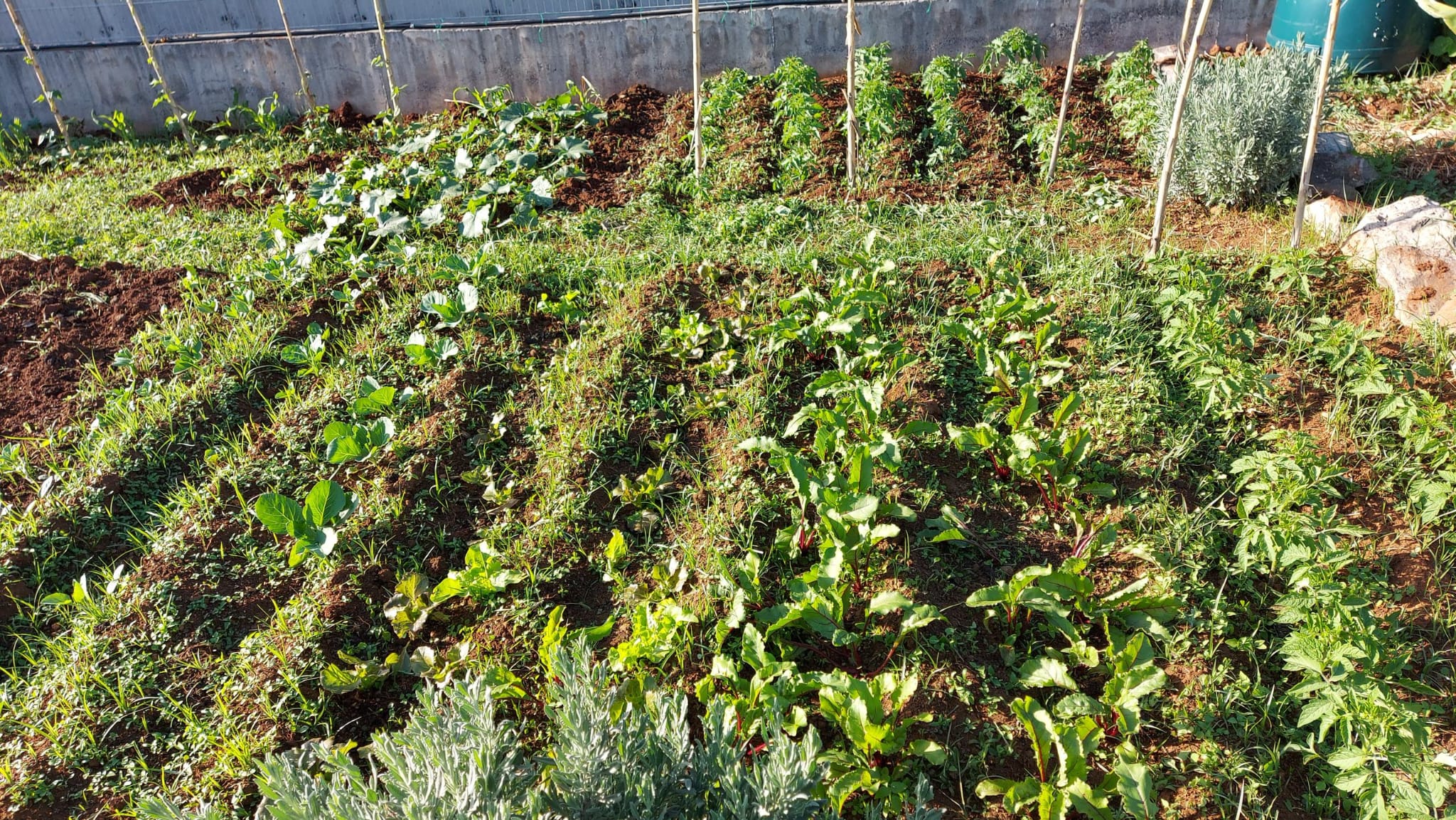 Horta em crescimento