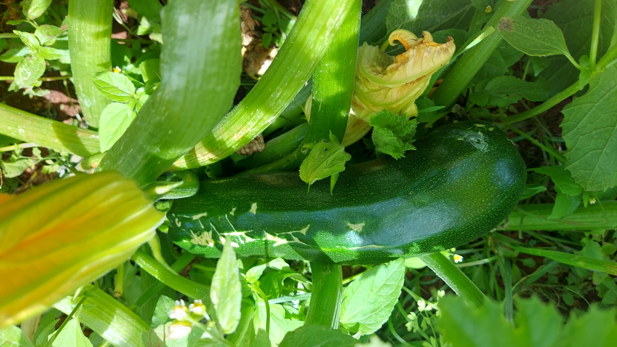 Exemplo de produto da horta