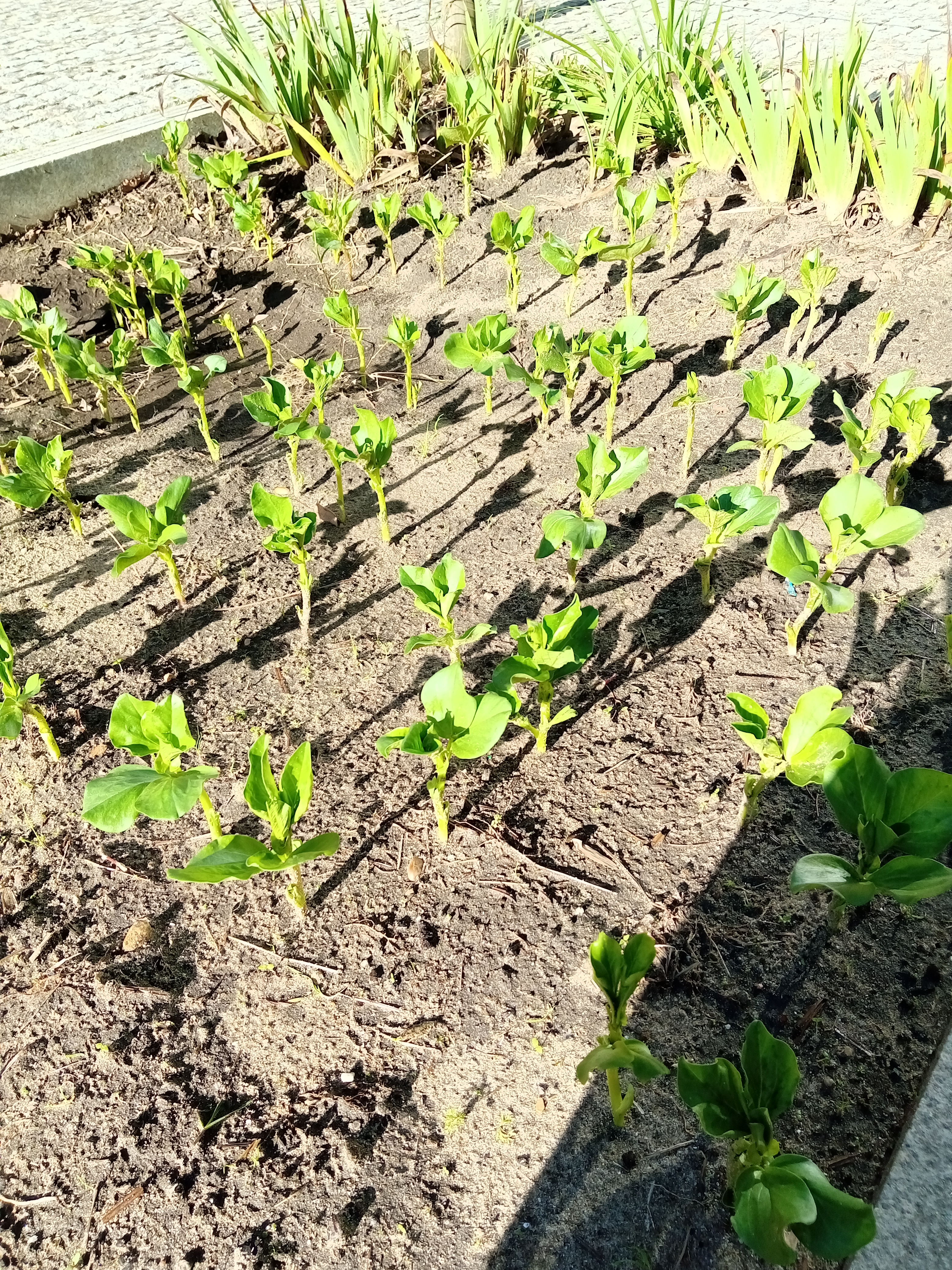 As favas vão despontando, apesar das chuvas intensas que afetaram a nossa sementeira.
