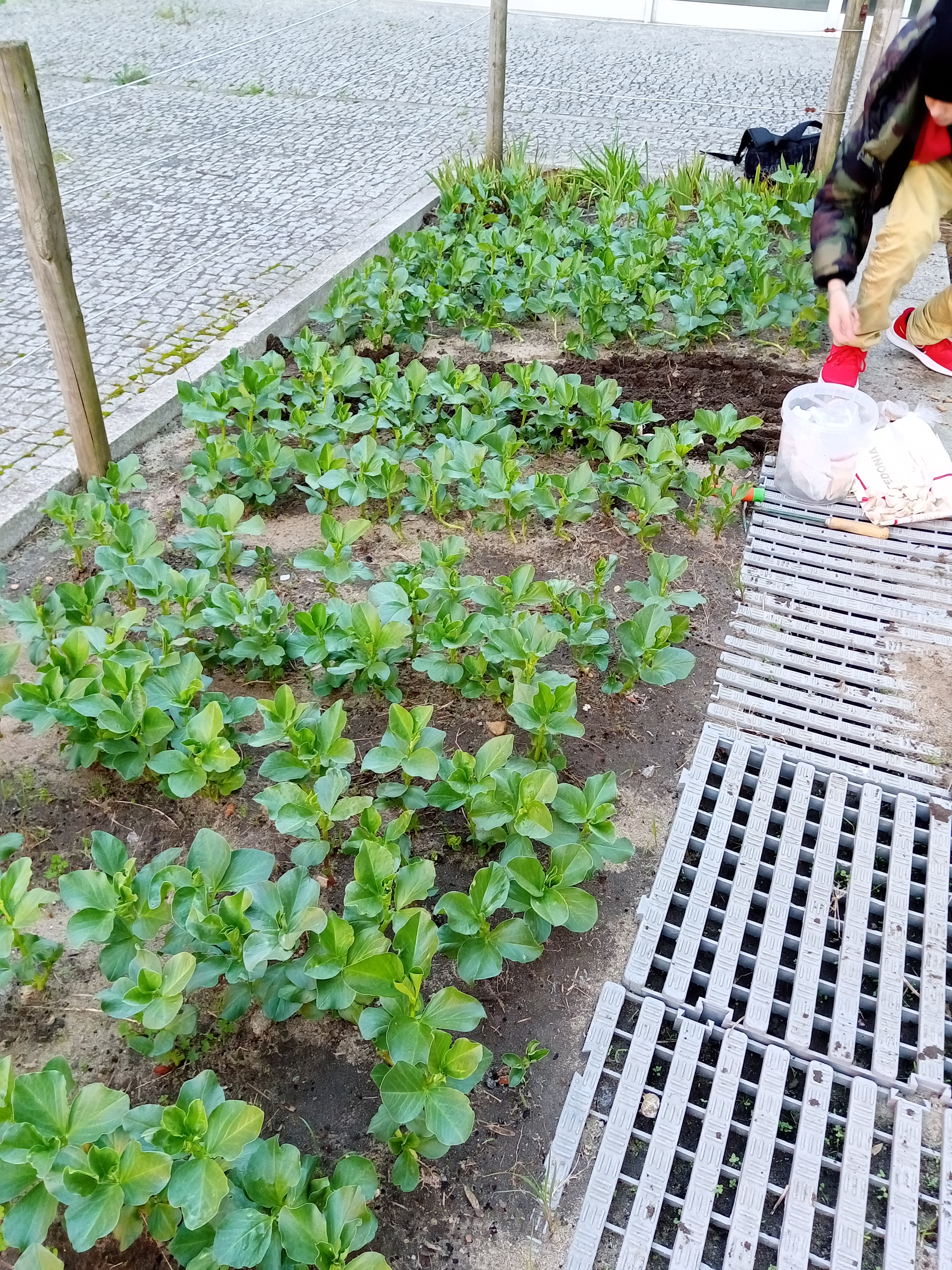 As favas vão crescendo a bom ritmo, mas as ervilhas ainda nem despontaram. As cebolas também já estão a crescer. Fizemos nova plantação de favas e alhos, agora que a chuva deu alguma tréguas.