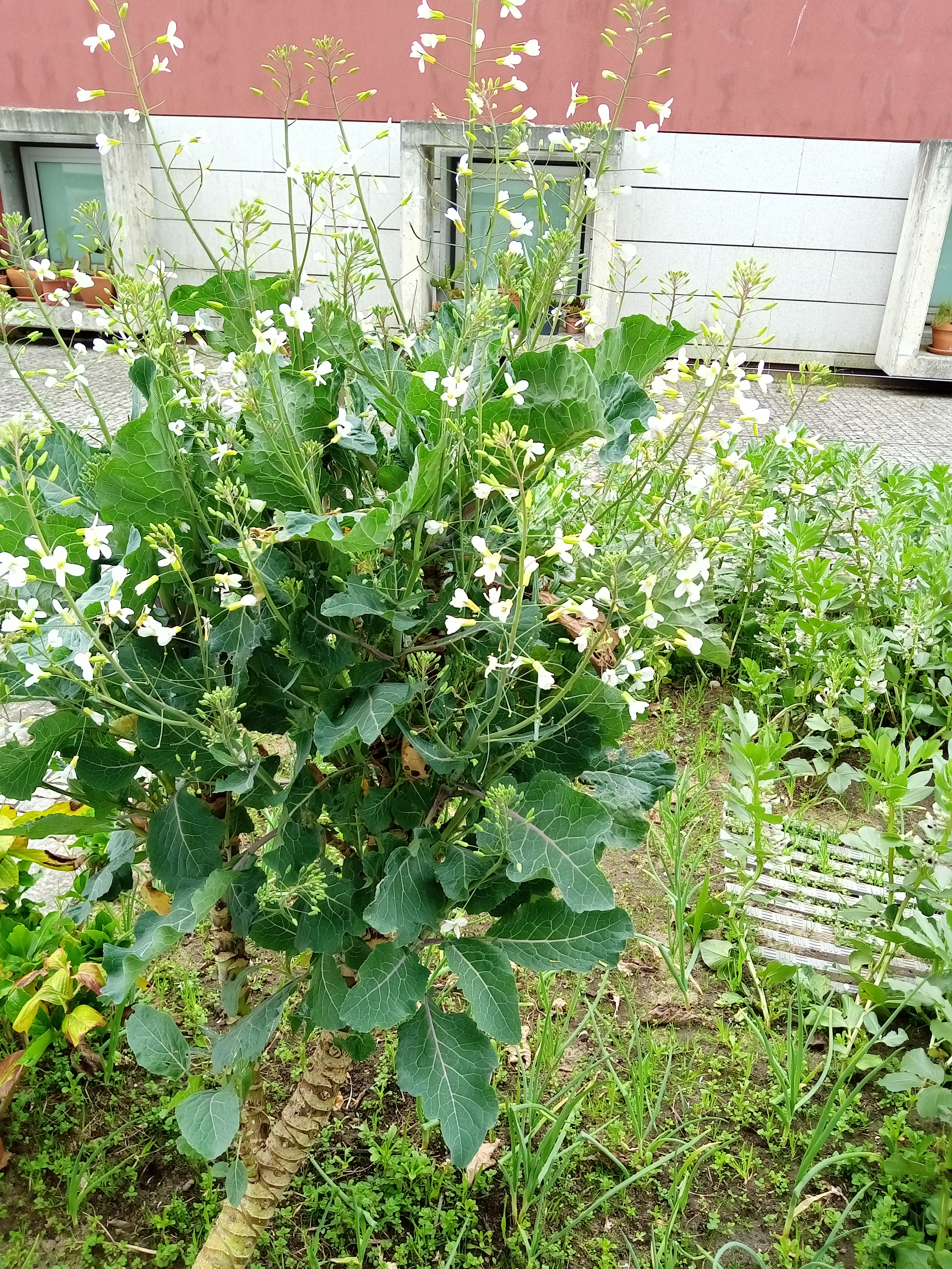 As flores atraem muitos insetos o que é ótimo.