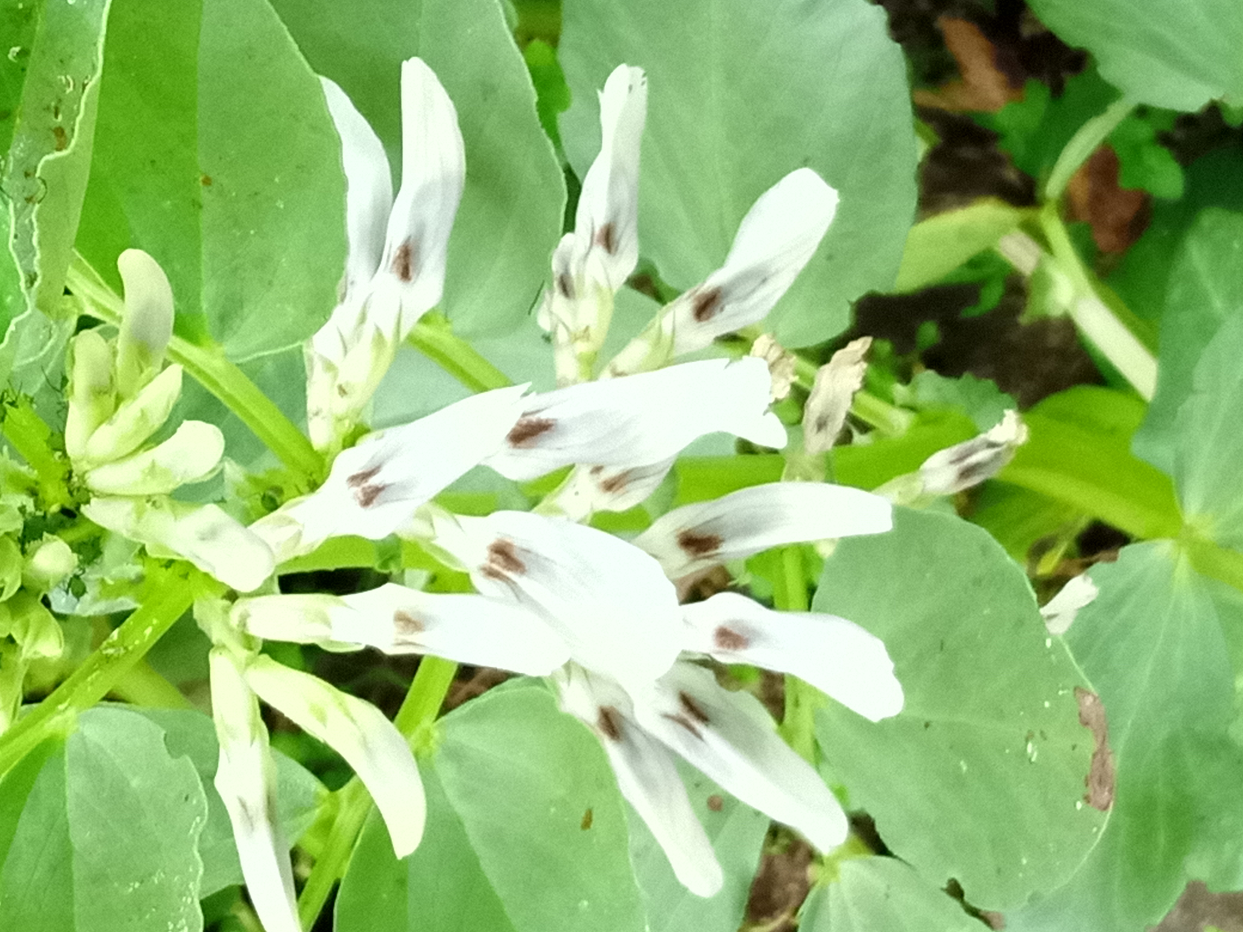 As nossas favas todas floridas.