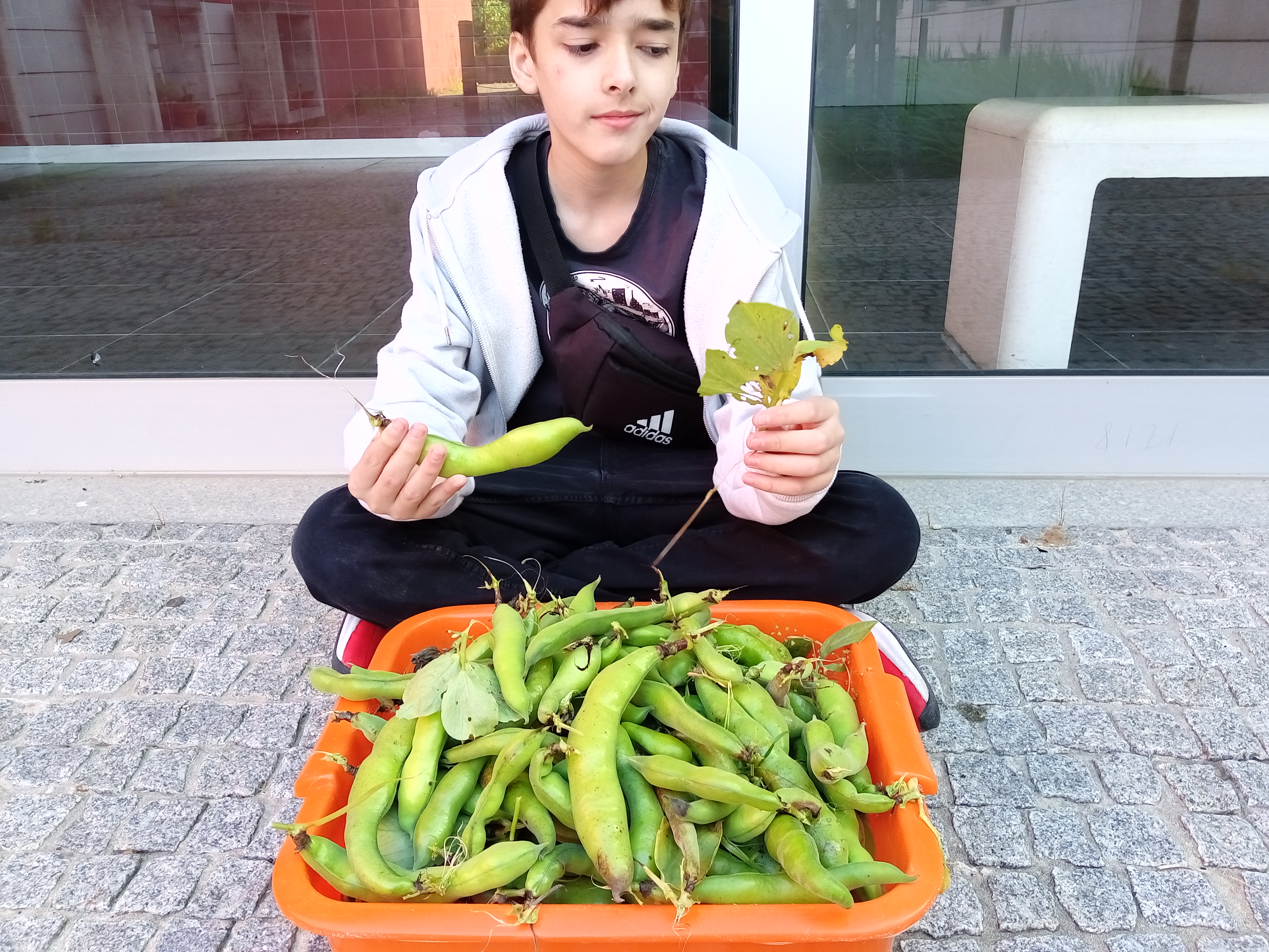 Apesar de algumas plantas terem ficado bastante afetadas pela praga de afídeos, ainda conseguimos colher uma bacia de favas.
