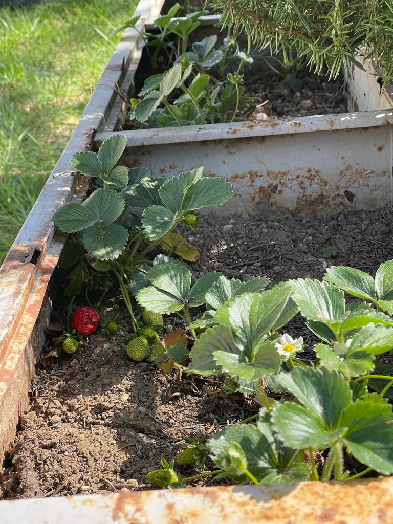 Os Morangueiro a florescer e a dar fruto