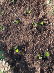 plantação de curgetes