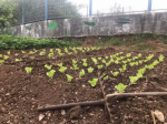 plantação de alfaces