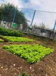 plantação de alfaces