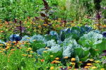 mistura de plantas com o objectivo de combater as pragas