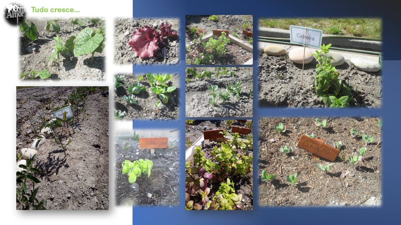As nossas plantas a crescer…
