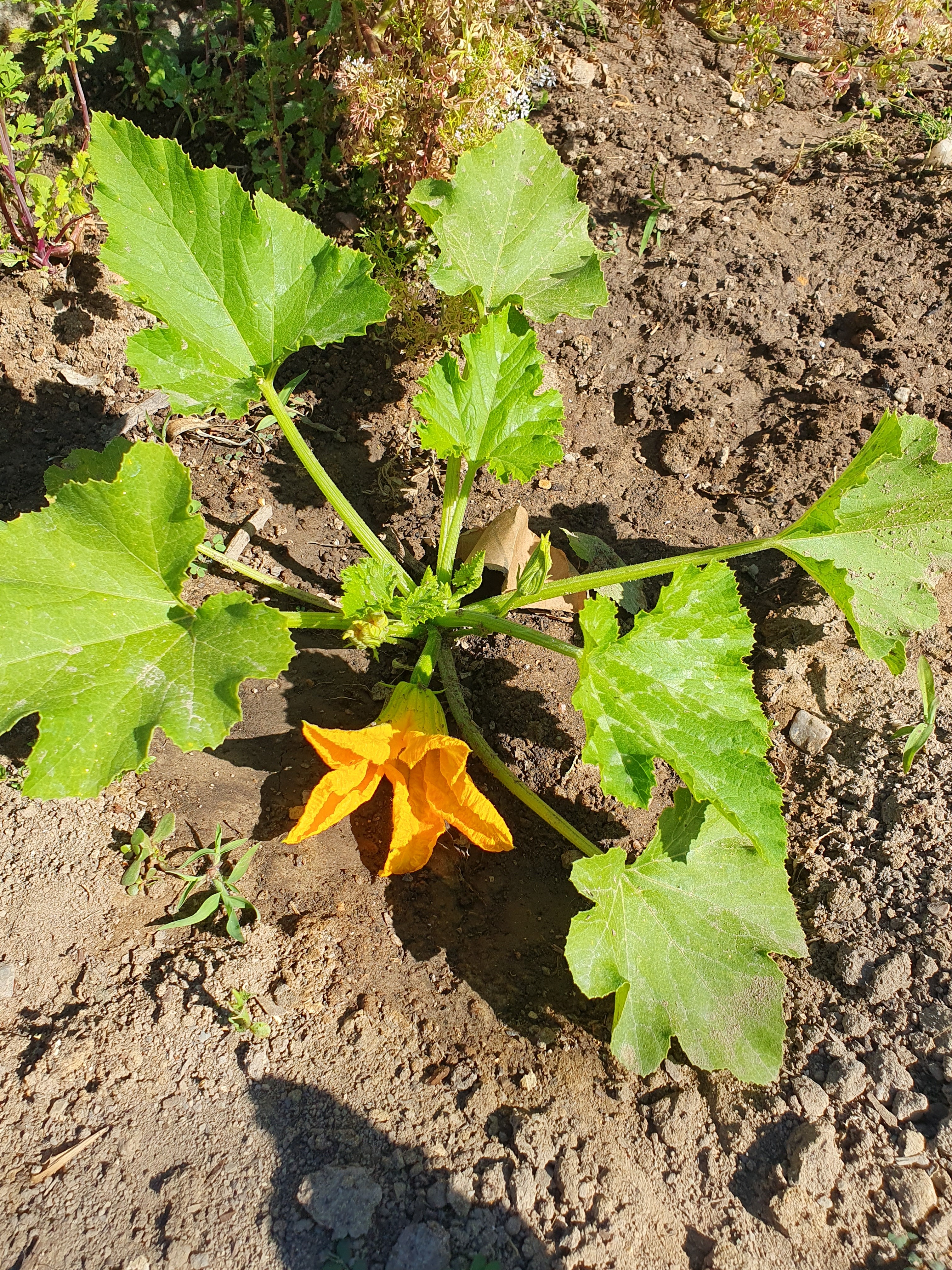 Flor da curgete.