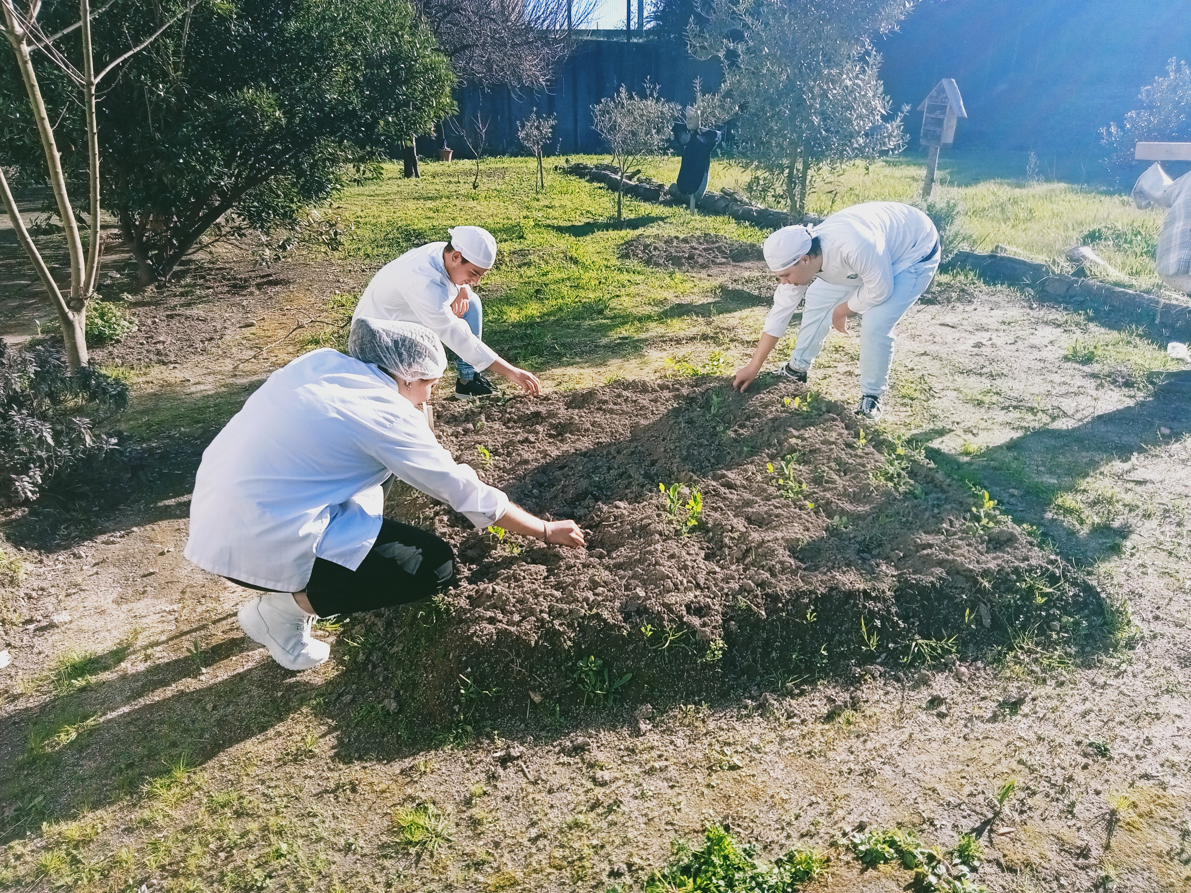 Monda de infestantes no canteiro das favas.