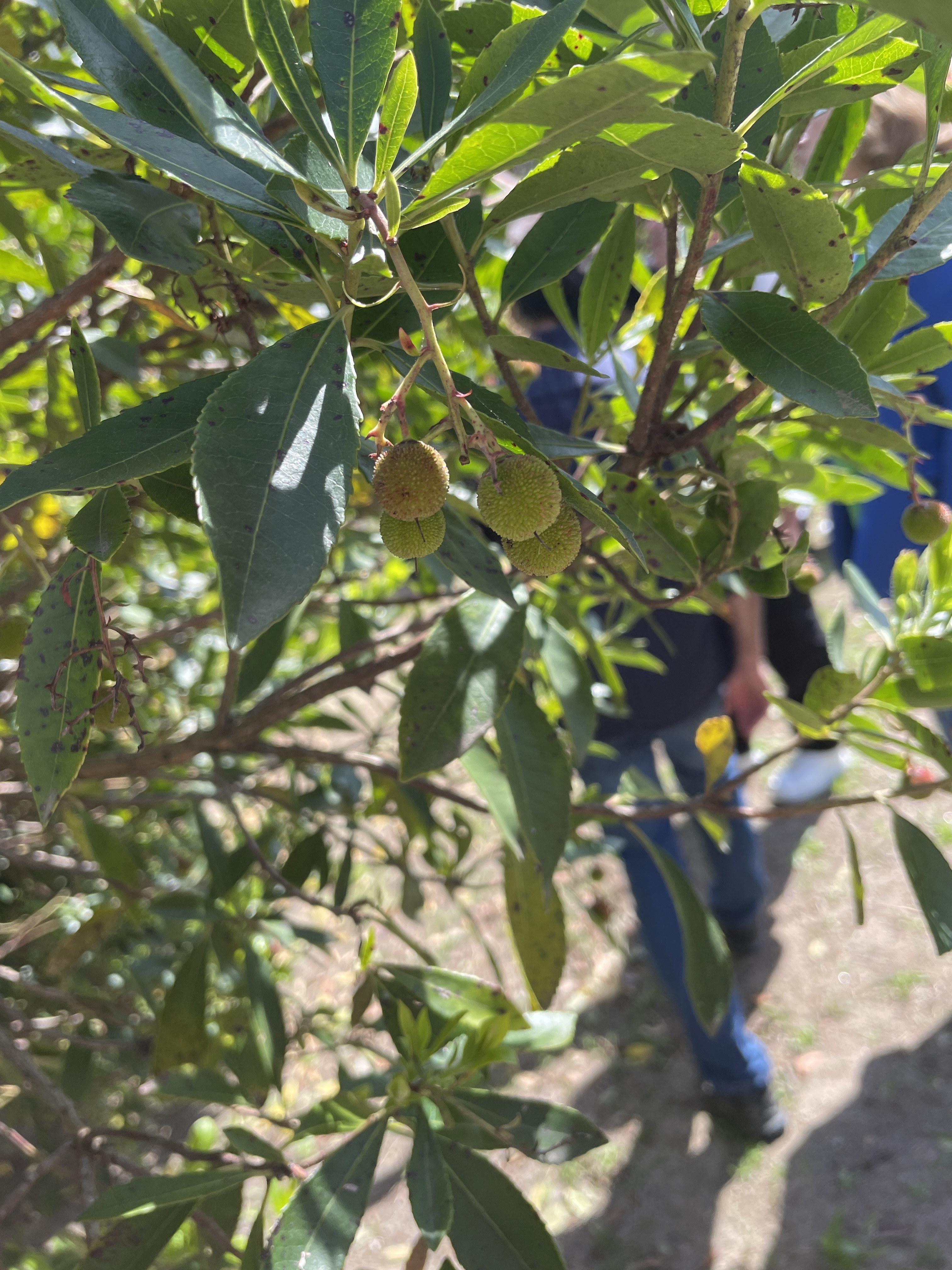 Pormenor dos frutos e folhas do Medronheiro.