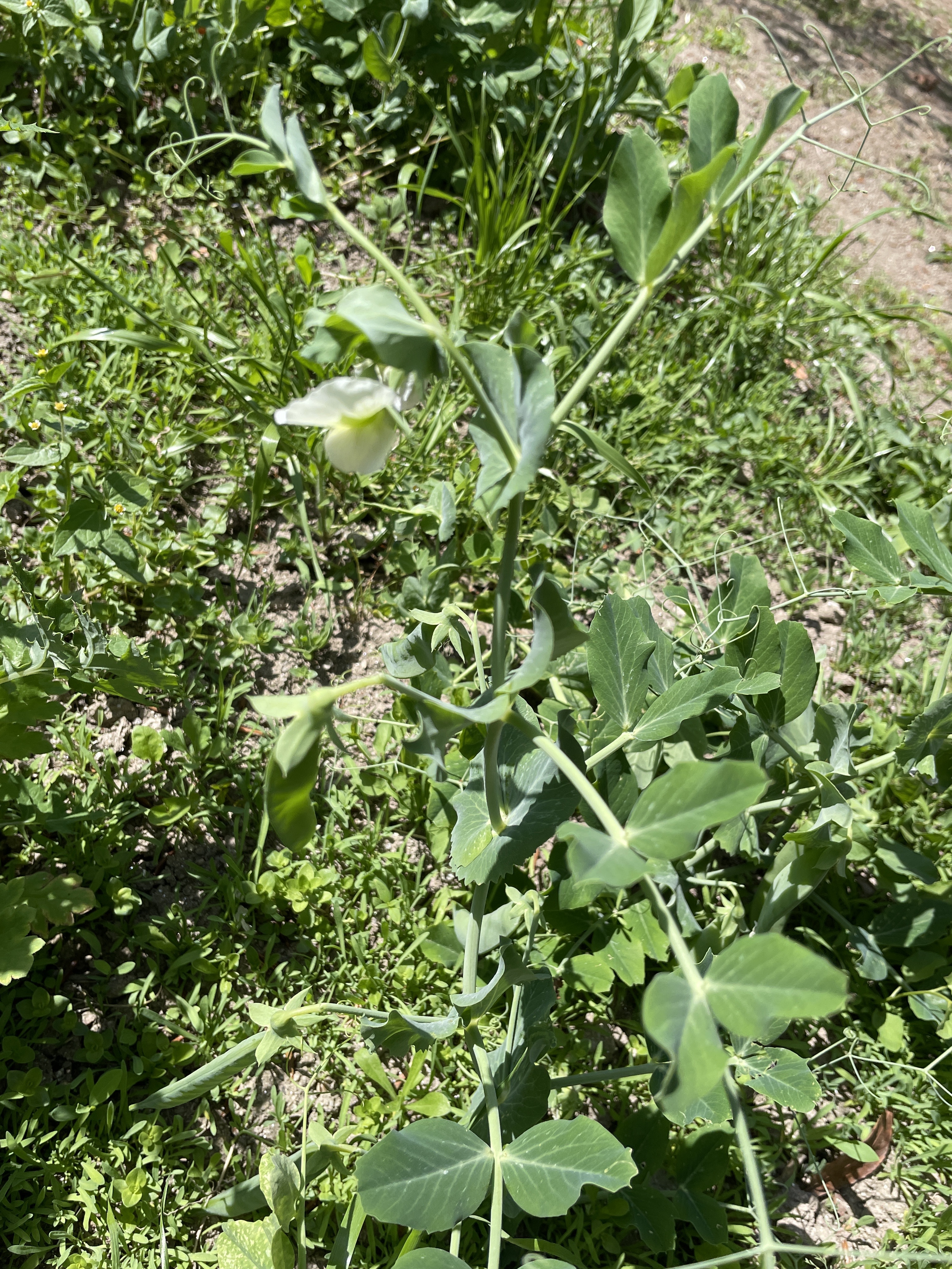 Ervilheira.