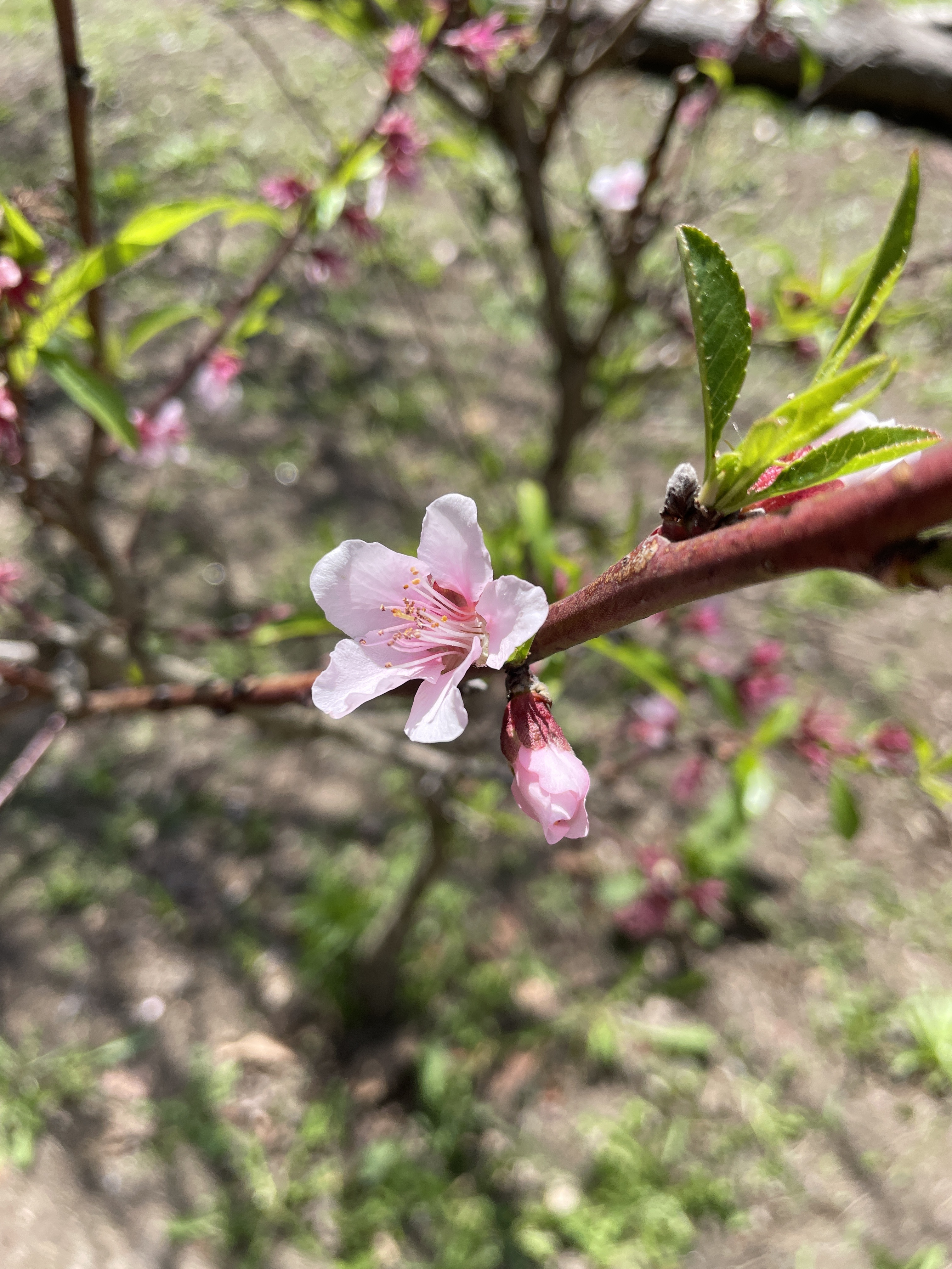 Pessegueiro em flor.