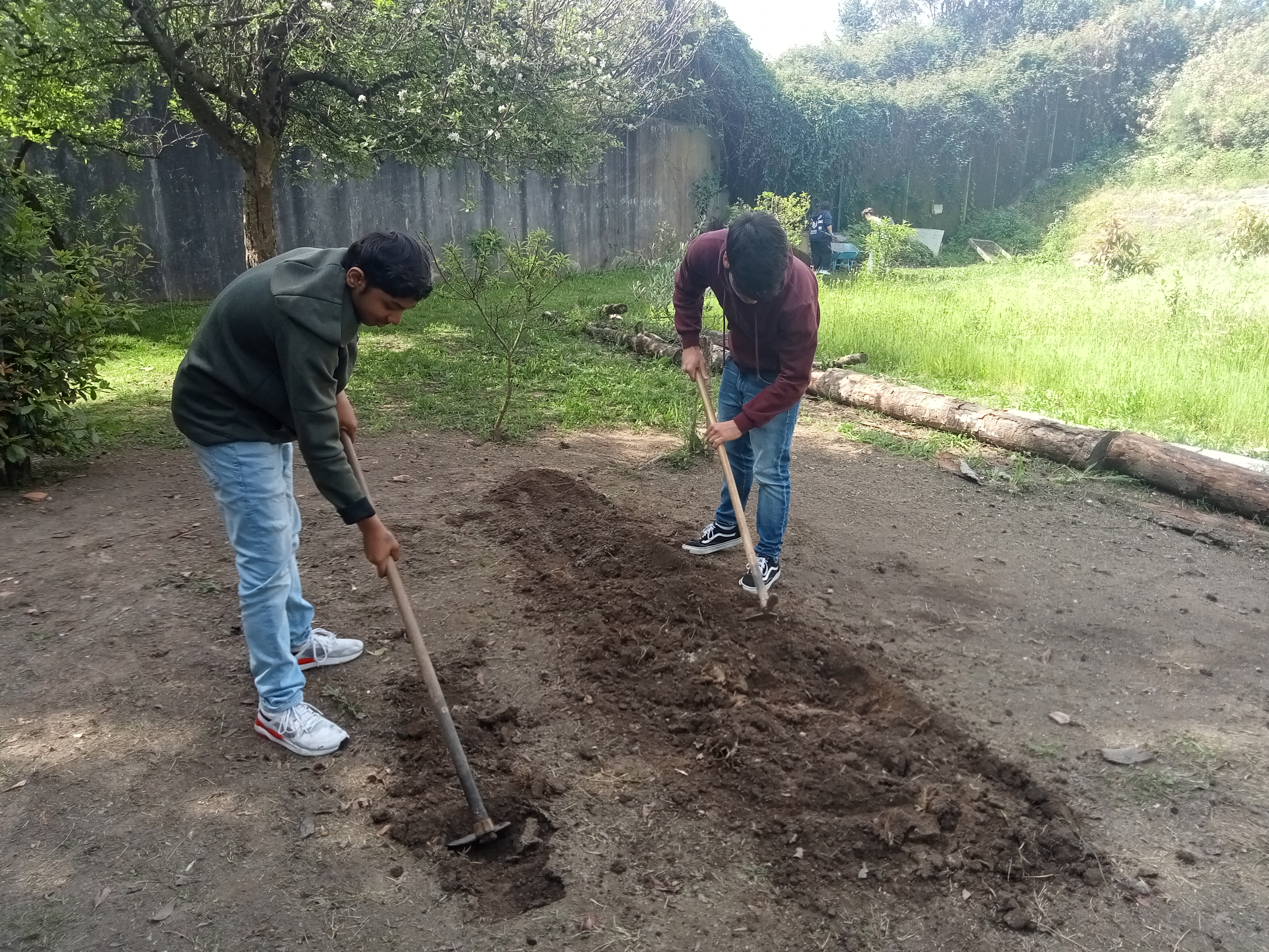 Preparação do terreno para plantação de tremoço.