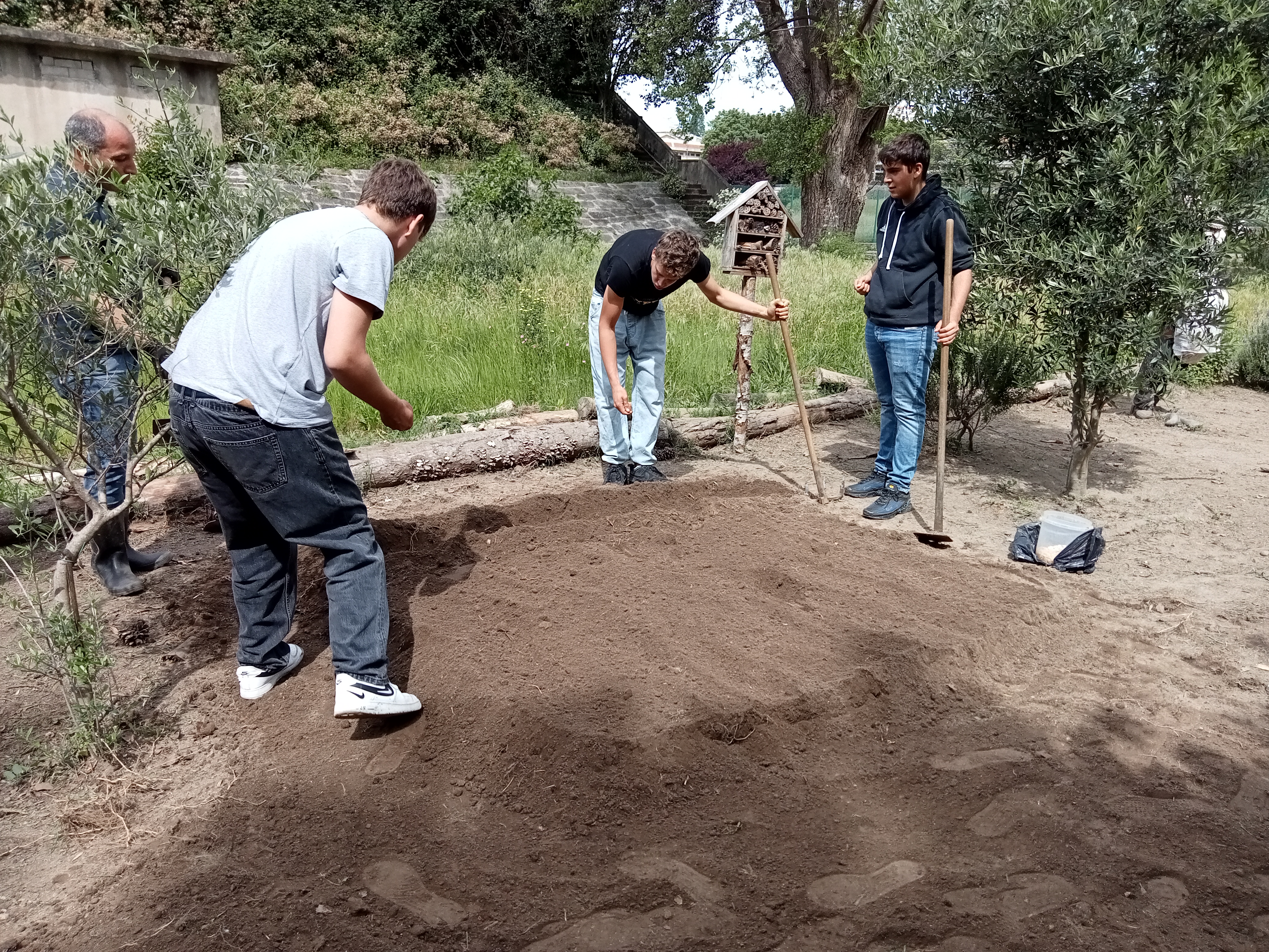 Preparação do terreno para transplantação de abóboras.