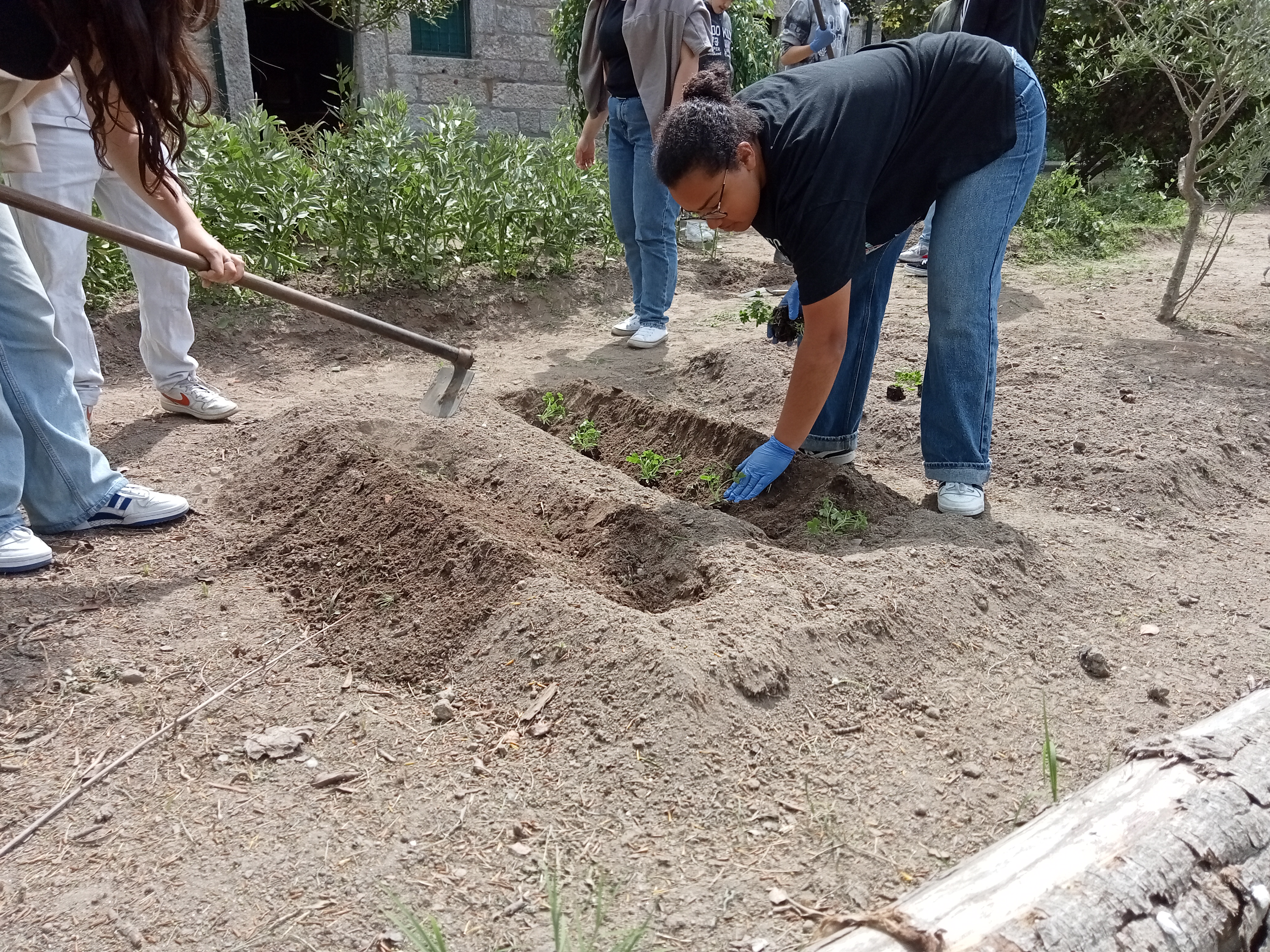 Preparação do terreno para transplantação de salsa.